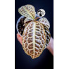 Labisia Obtusifolia Kura Kura Turtle Back