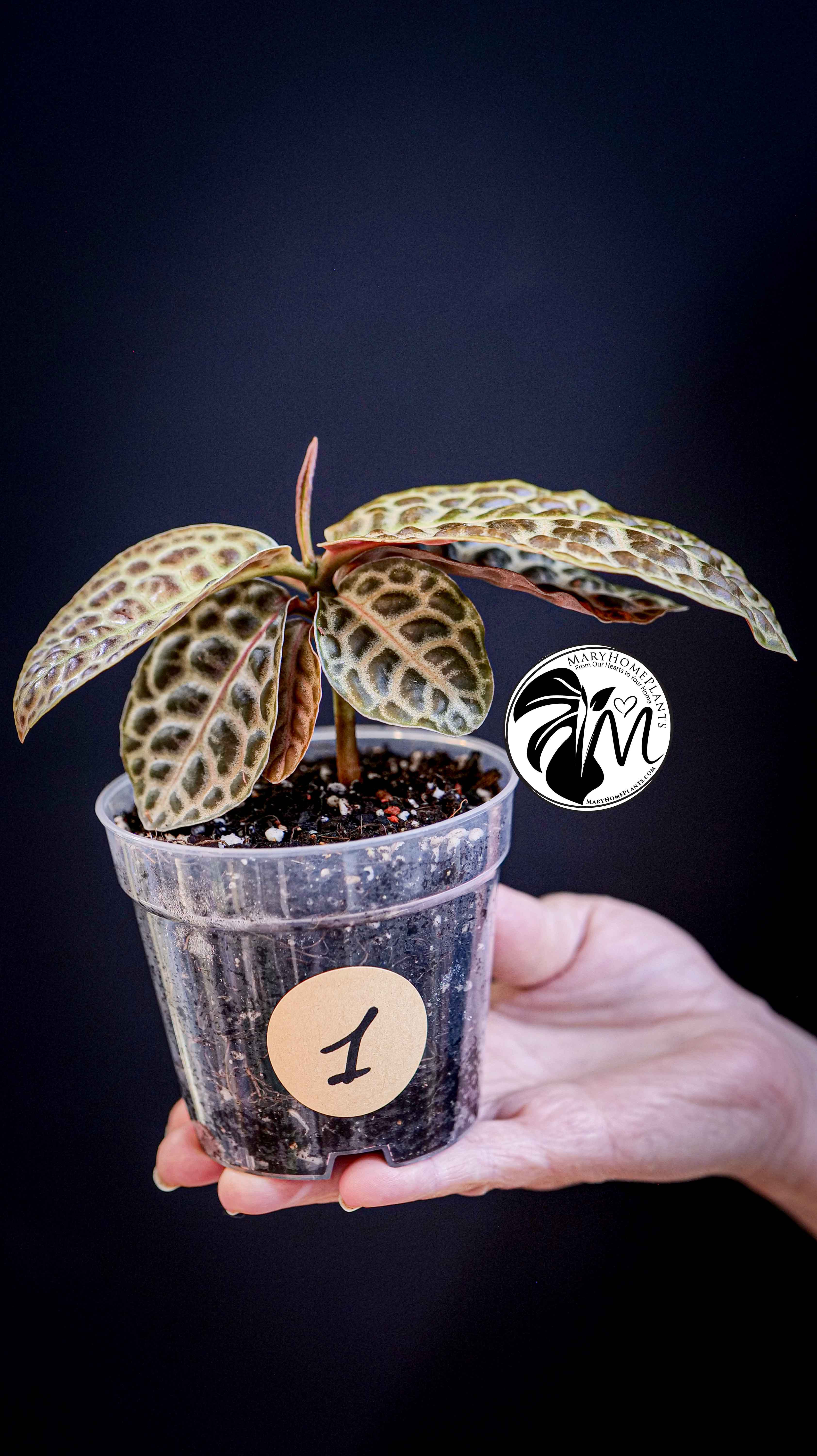 Labisia Obtusifolia Kura Kura Turtle Back