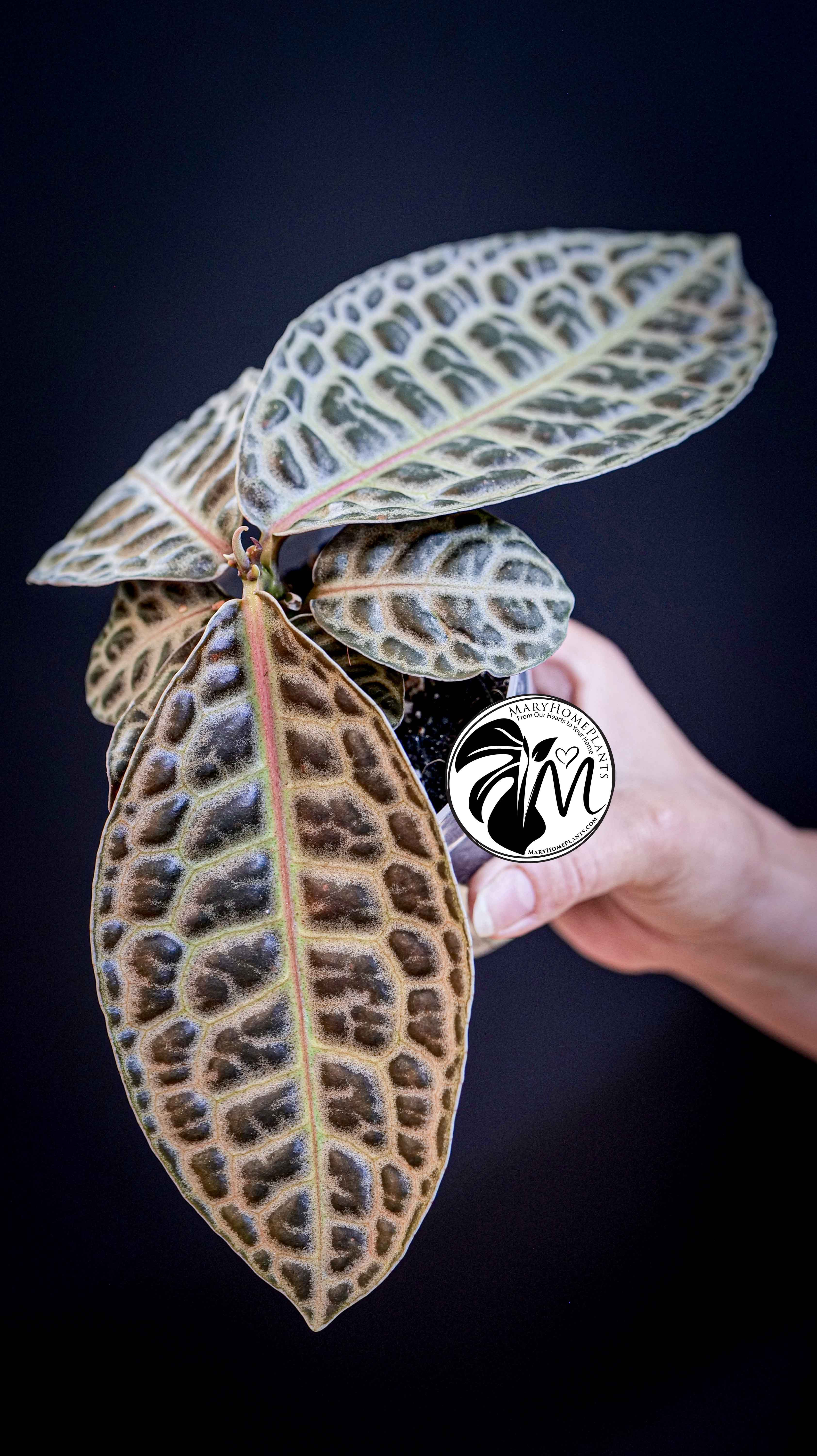Labisia Obtusifolia Kura Kura Turtle Back