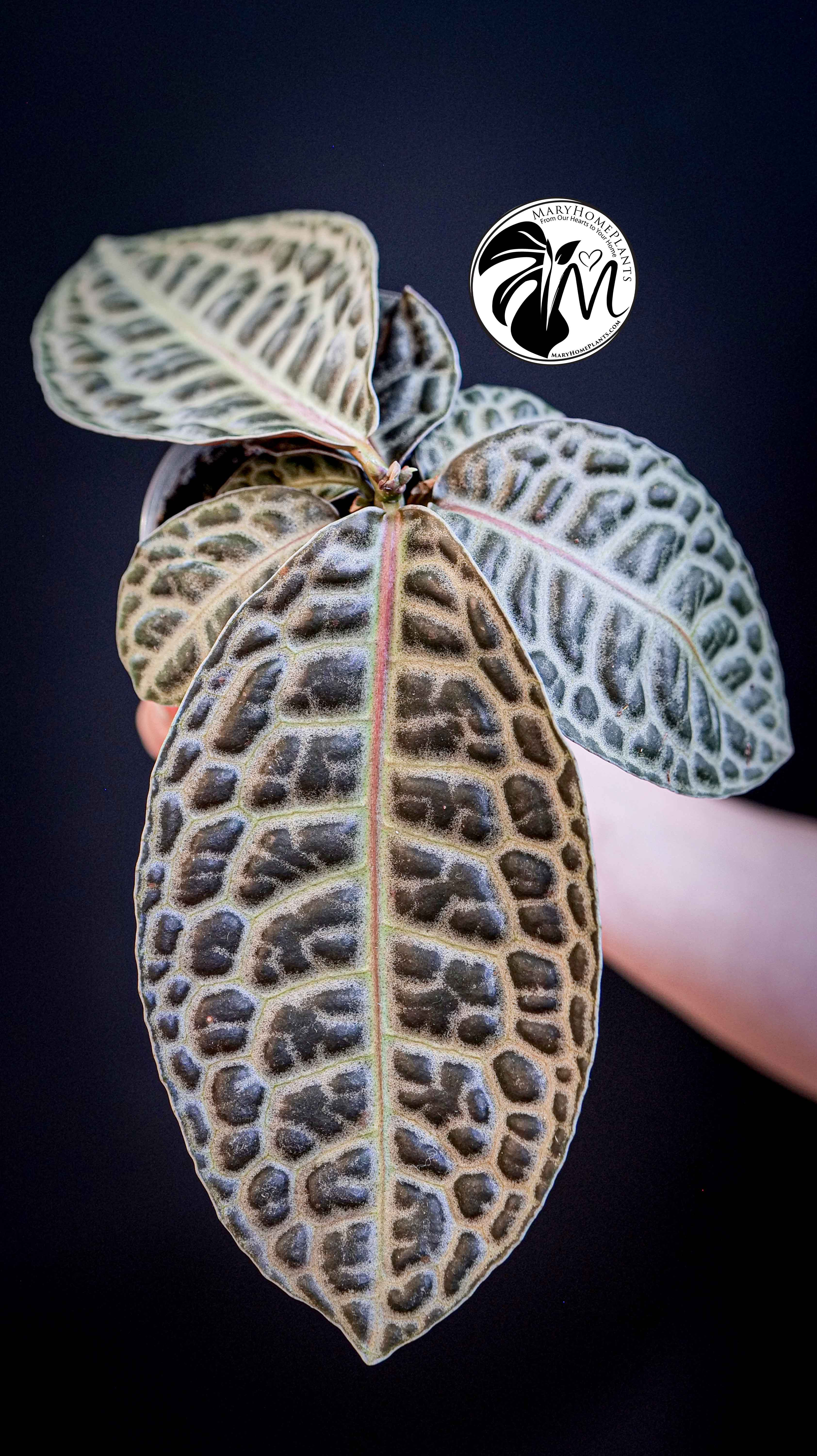 Labisia Obtusifolia Kura Kura Turtle Back