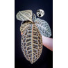 Labisia Obtusifolia Kura Kura Turtle Back
