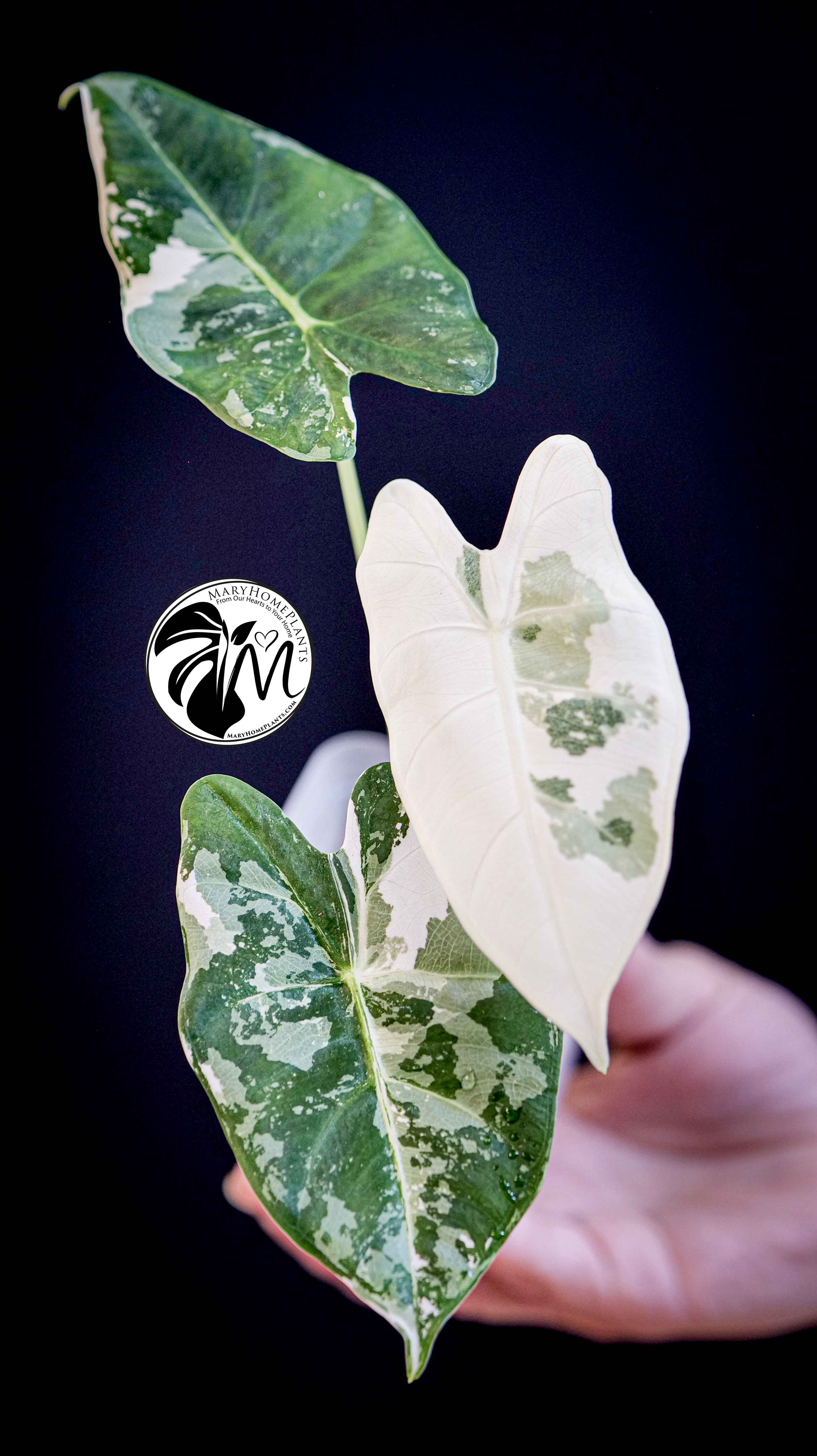 Alocasia Micholitziana Frydek Variegated