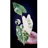 Alocasia Micholitziana Frydek Variegated