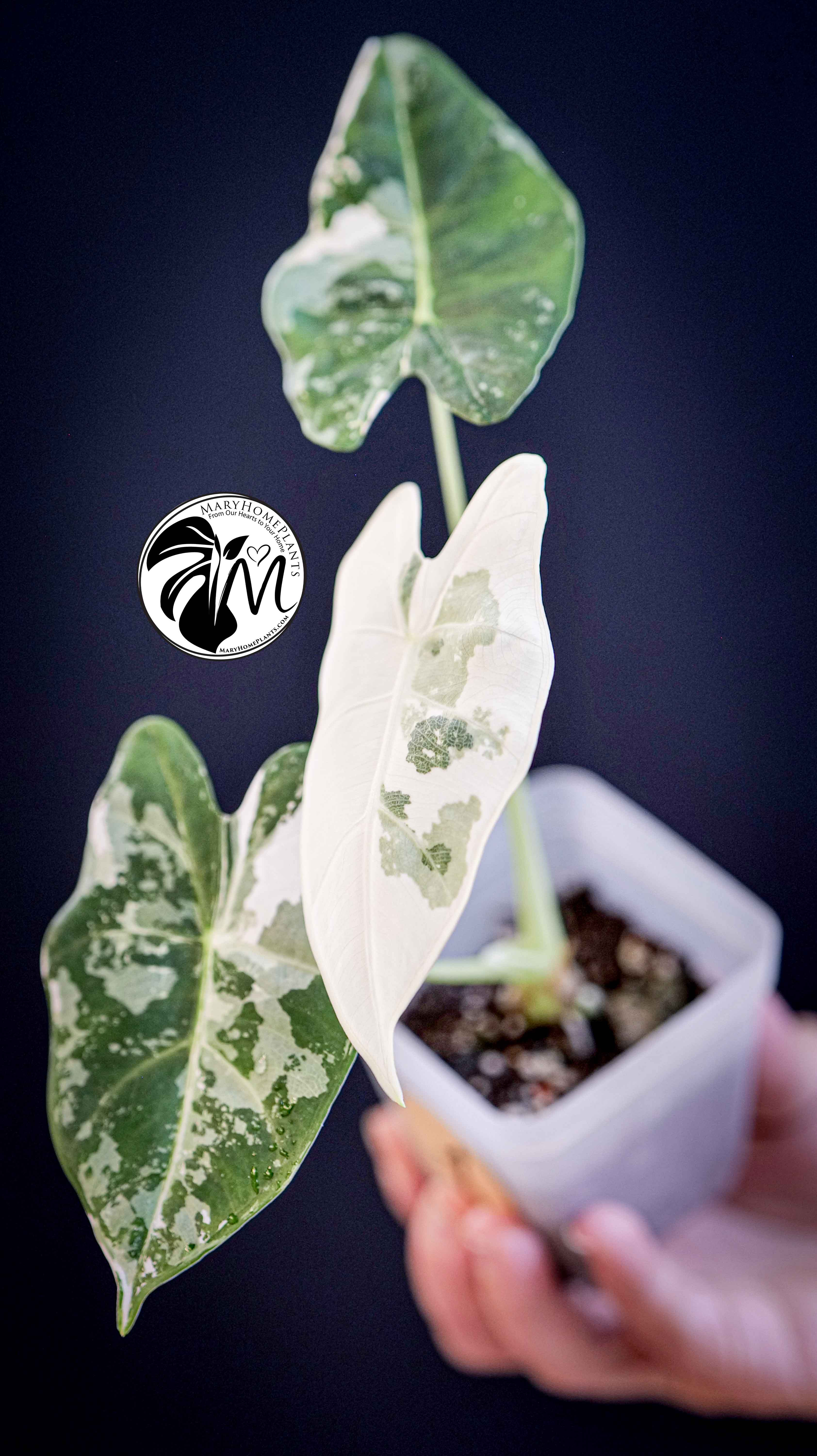 Alocasia Micholitziana Frydek Variegated