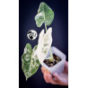 Alocasia Micholitziana Frydek Variegated