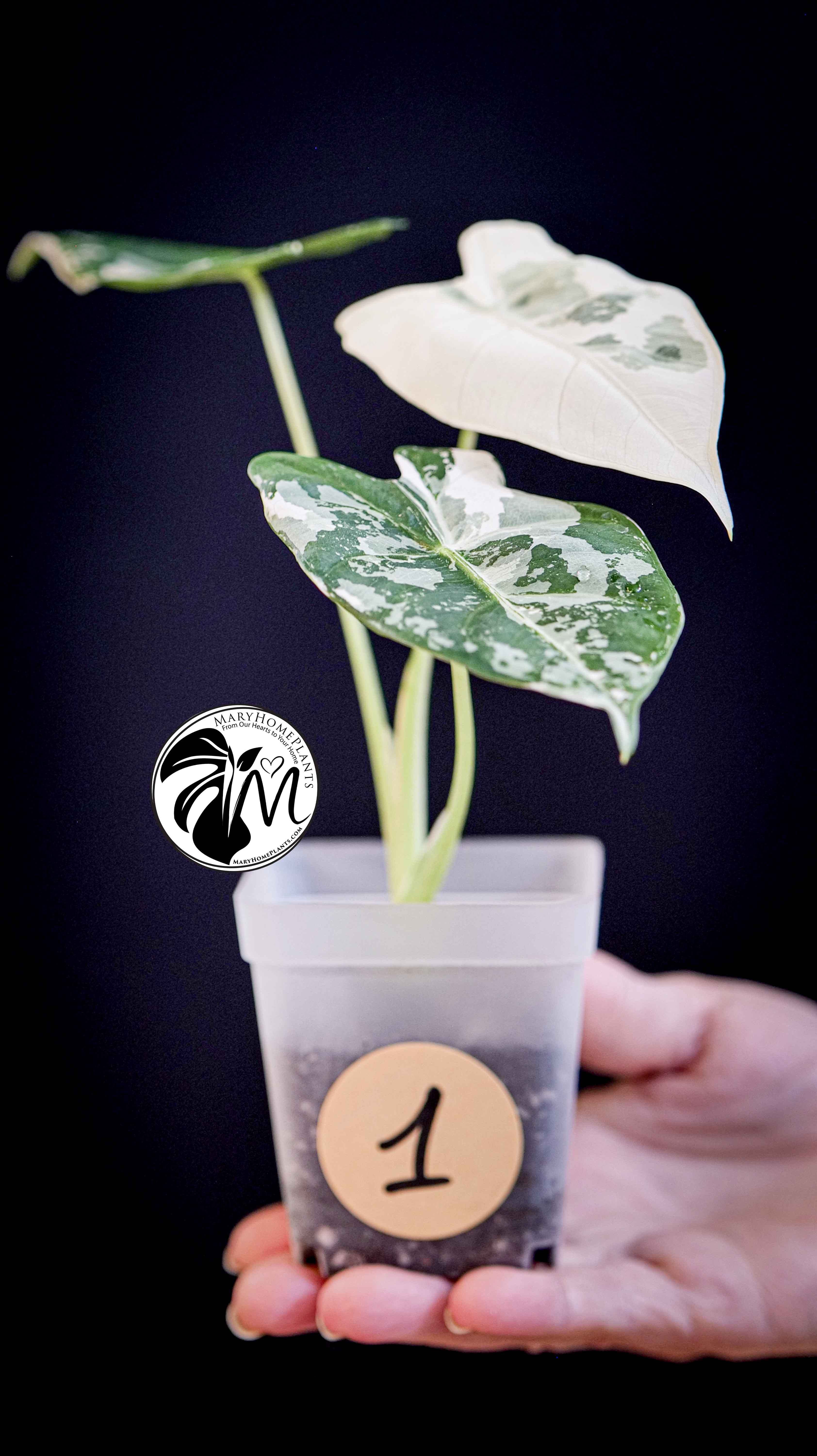 Alocasia Micholitziana Frydek Variegated
