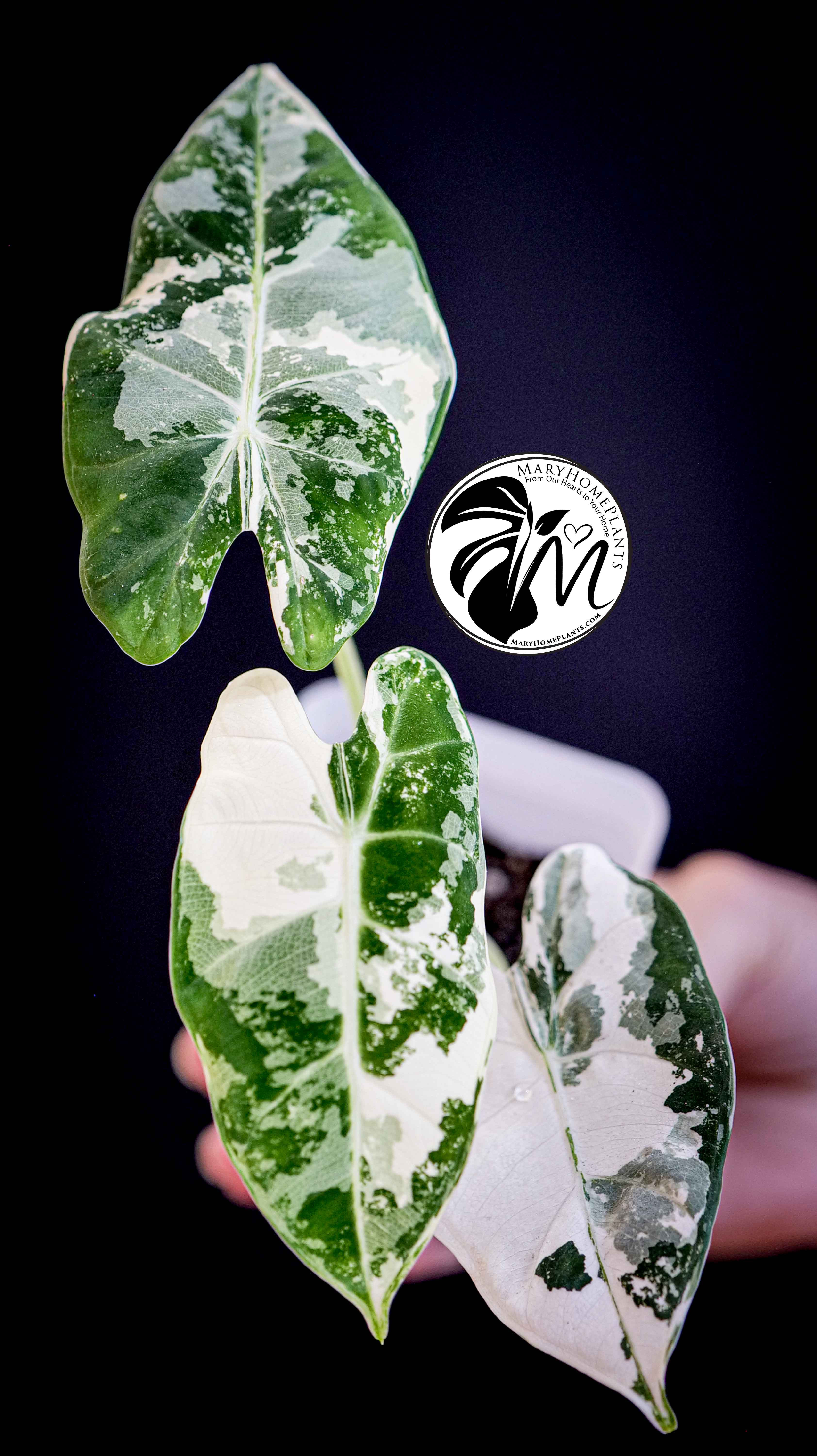 Alocasia Micholitziana Frydek Variegated