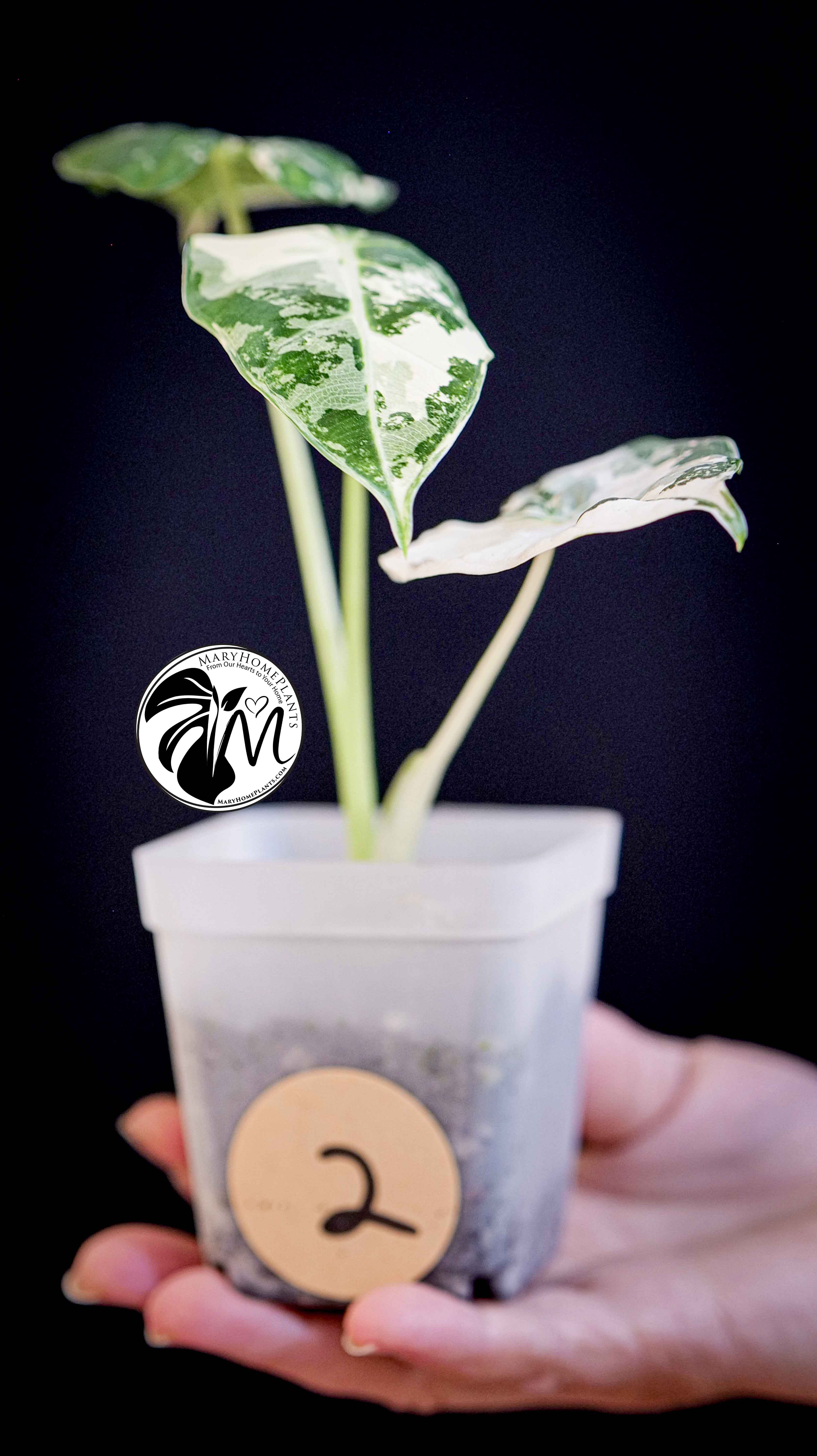Alocasia Micholitziana Frydek Variegated