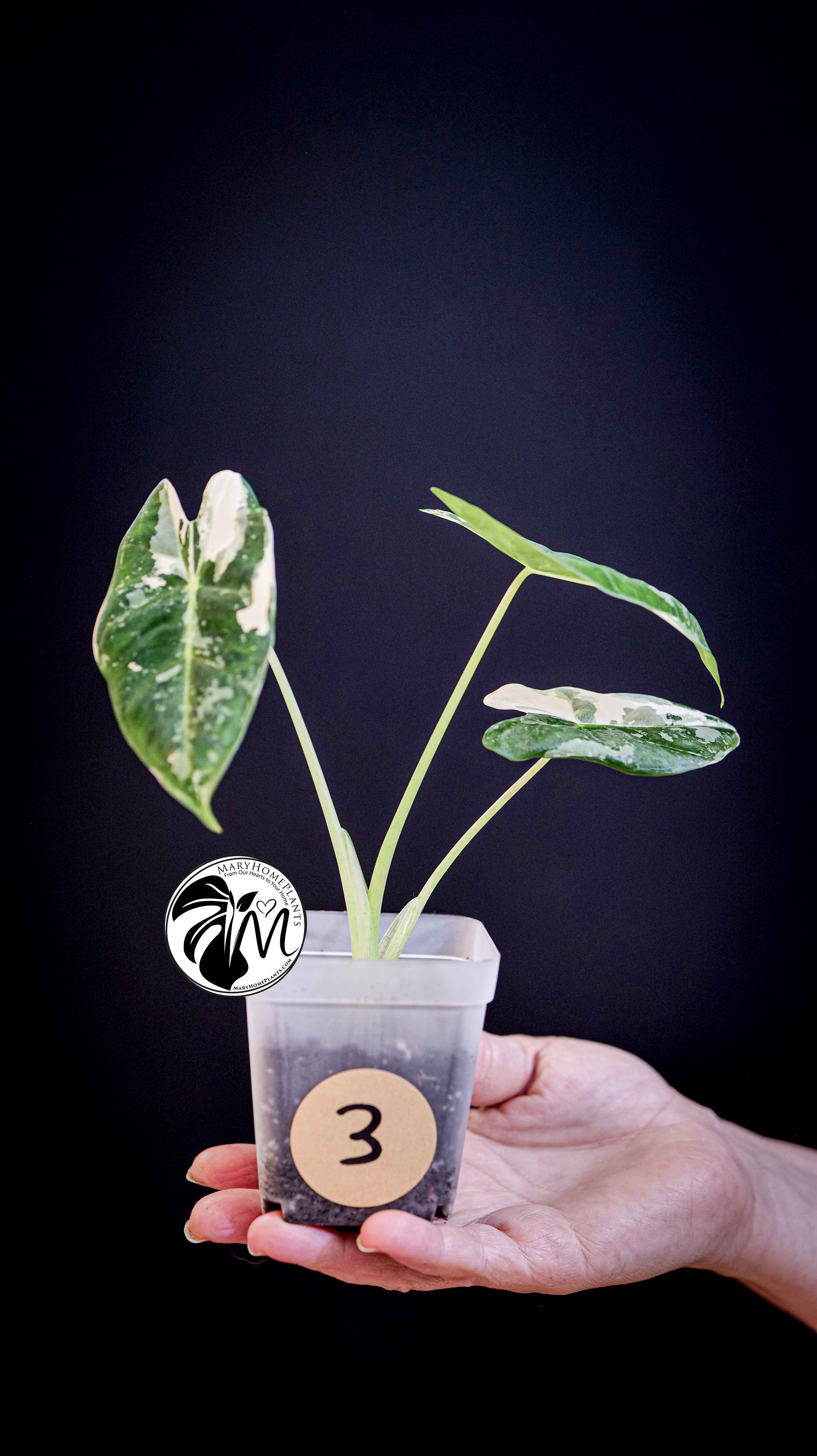 Alocasia Micholitziana Frydek Variegated