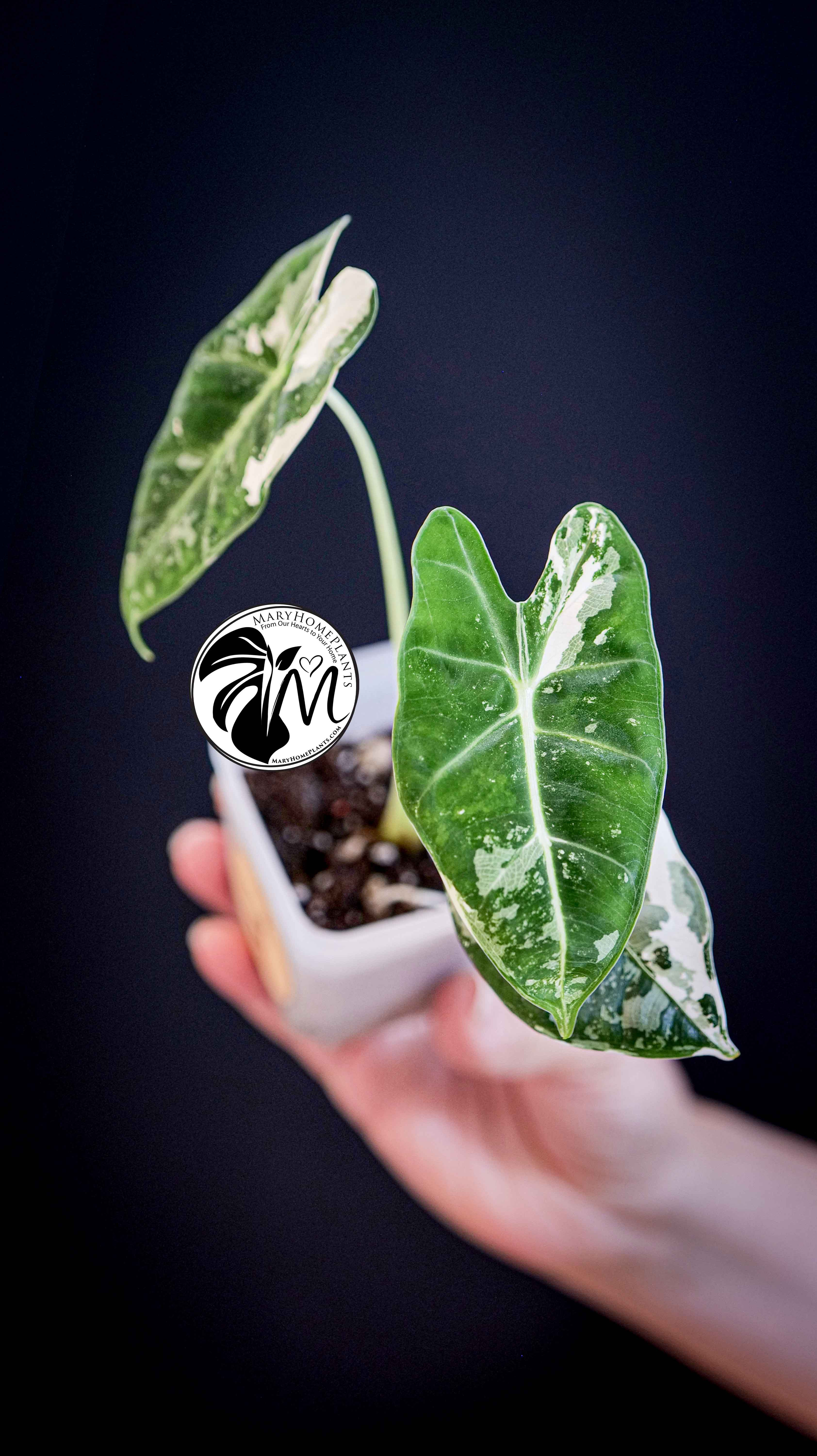 Alocasia Micholitziana Frydek Variegated