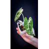 Alocasia Micholitziana Frydek Variegated