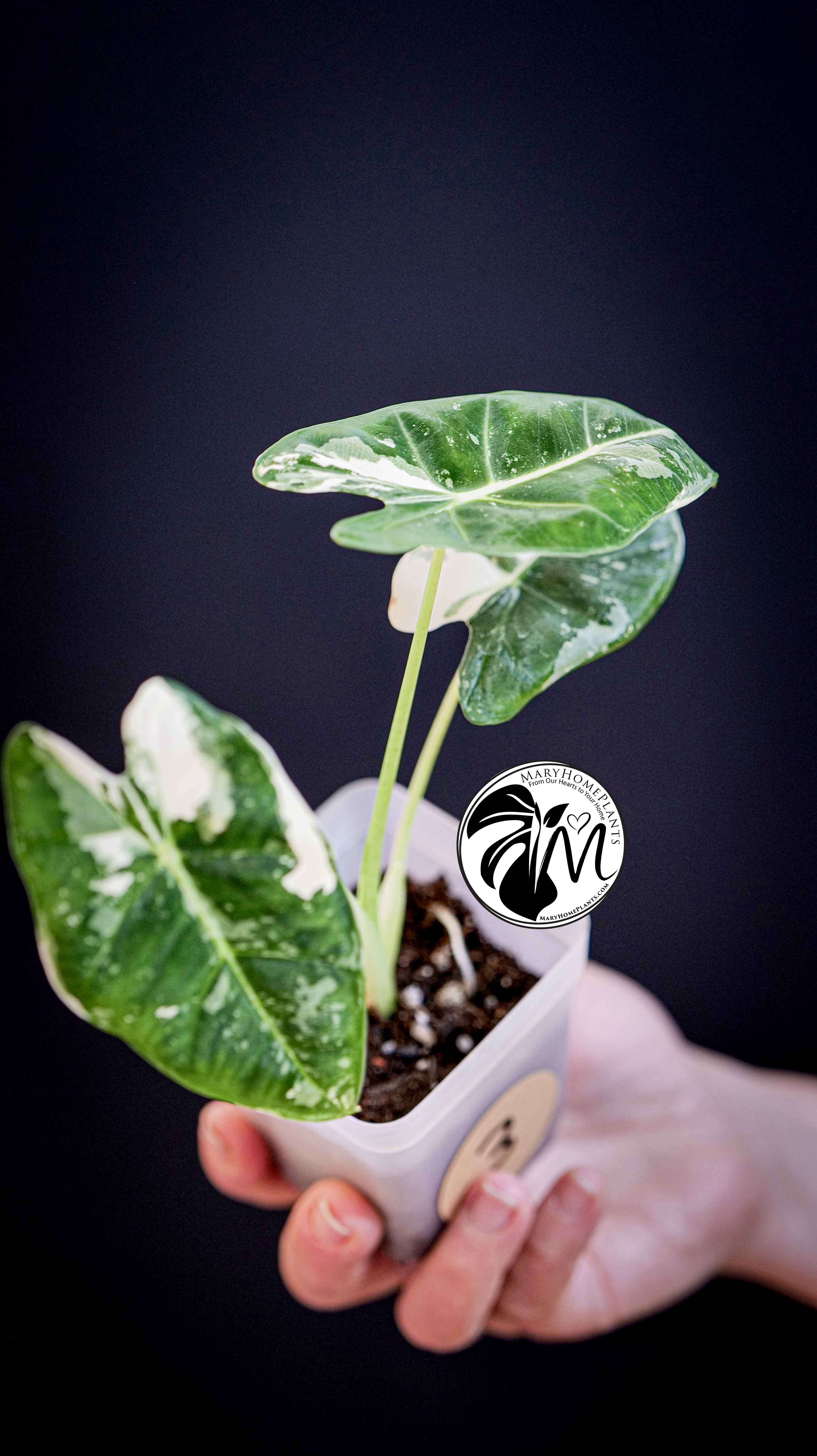 Alocasia Micholitziana Frydek Variegated