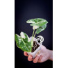 Alocasia Micholitziana Frydek Variegated