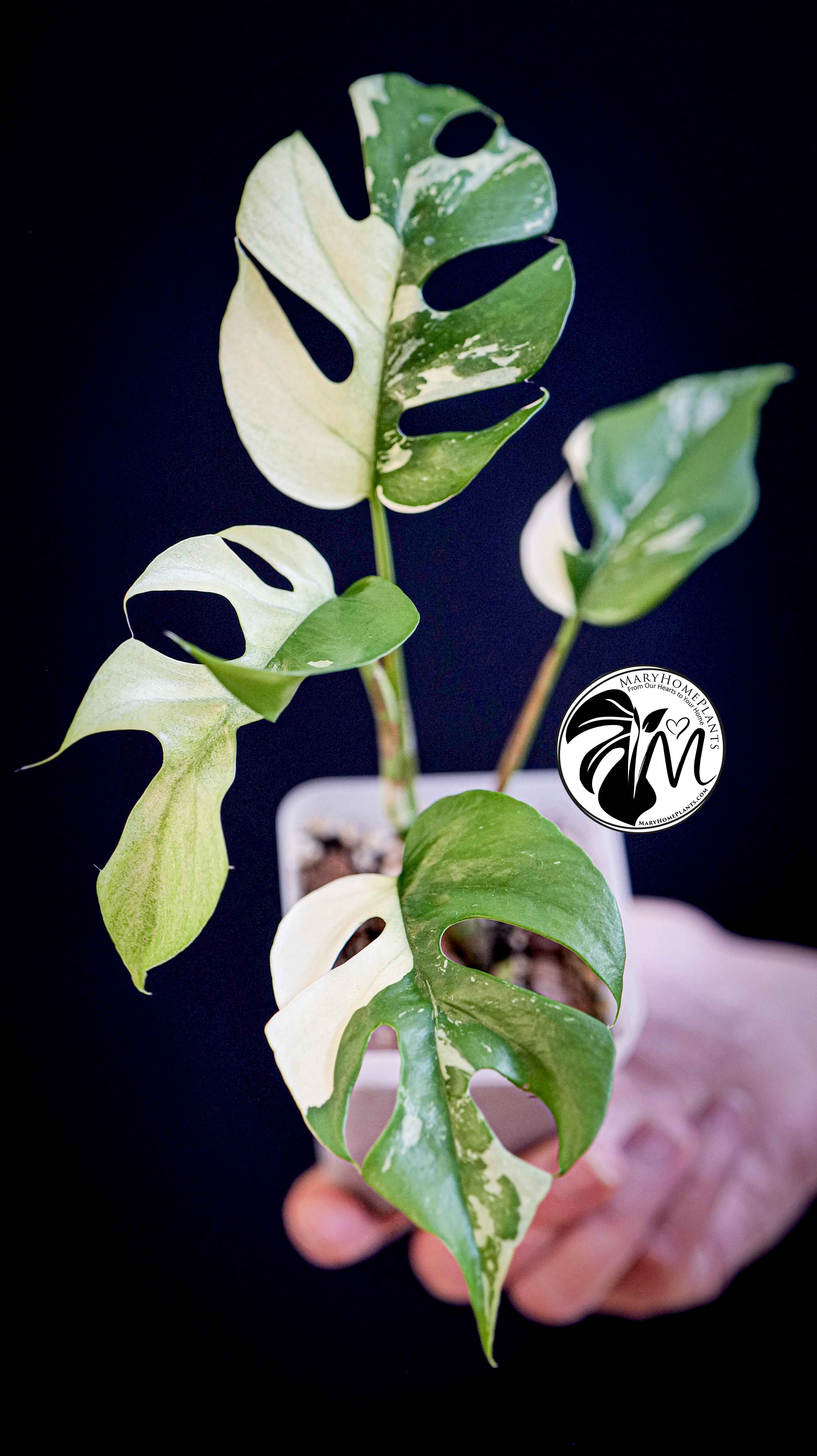 Rhaphidophora Tetrasperma Variegated
