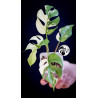 Rhaphidophora Tetrasperma Variegated