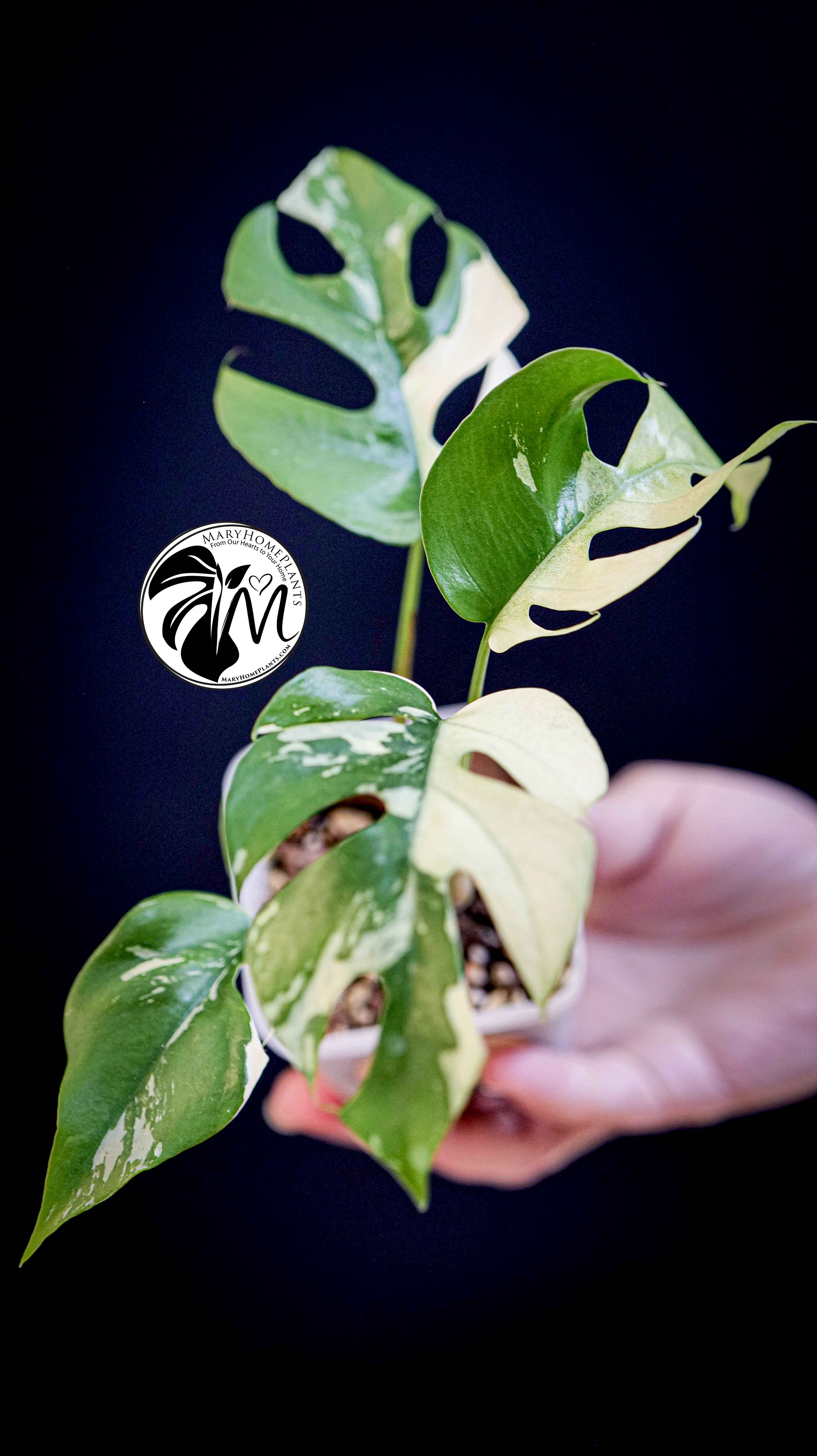 Rhaphidophora Tetrasperma Variegated