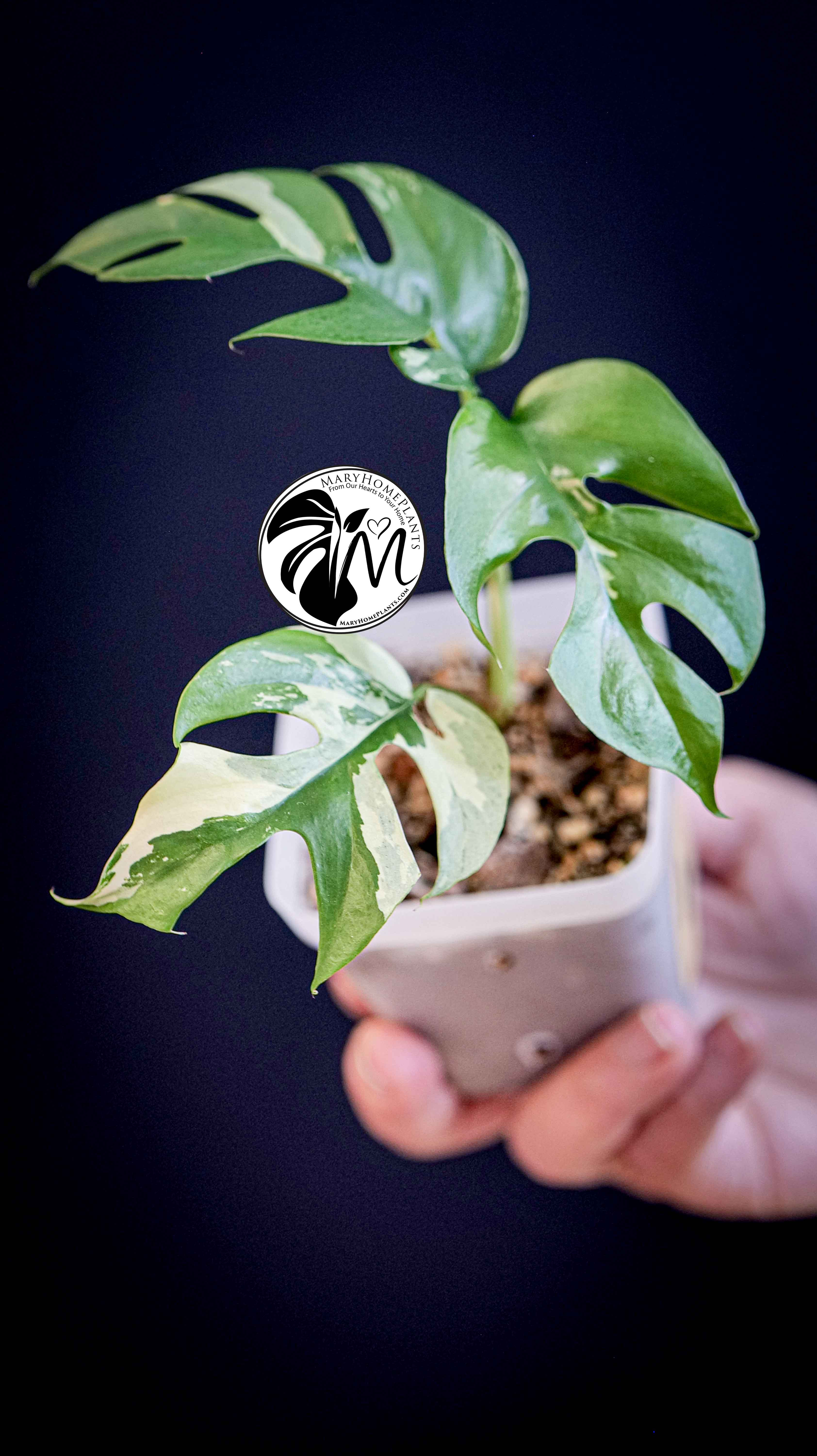 Rhaphidophora Tetrasperma Variegated