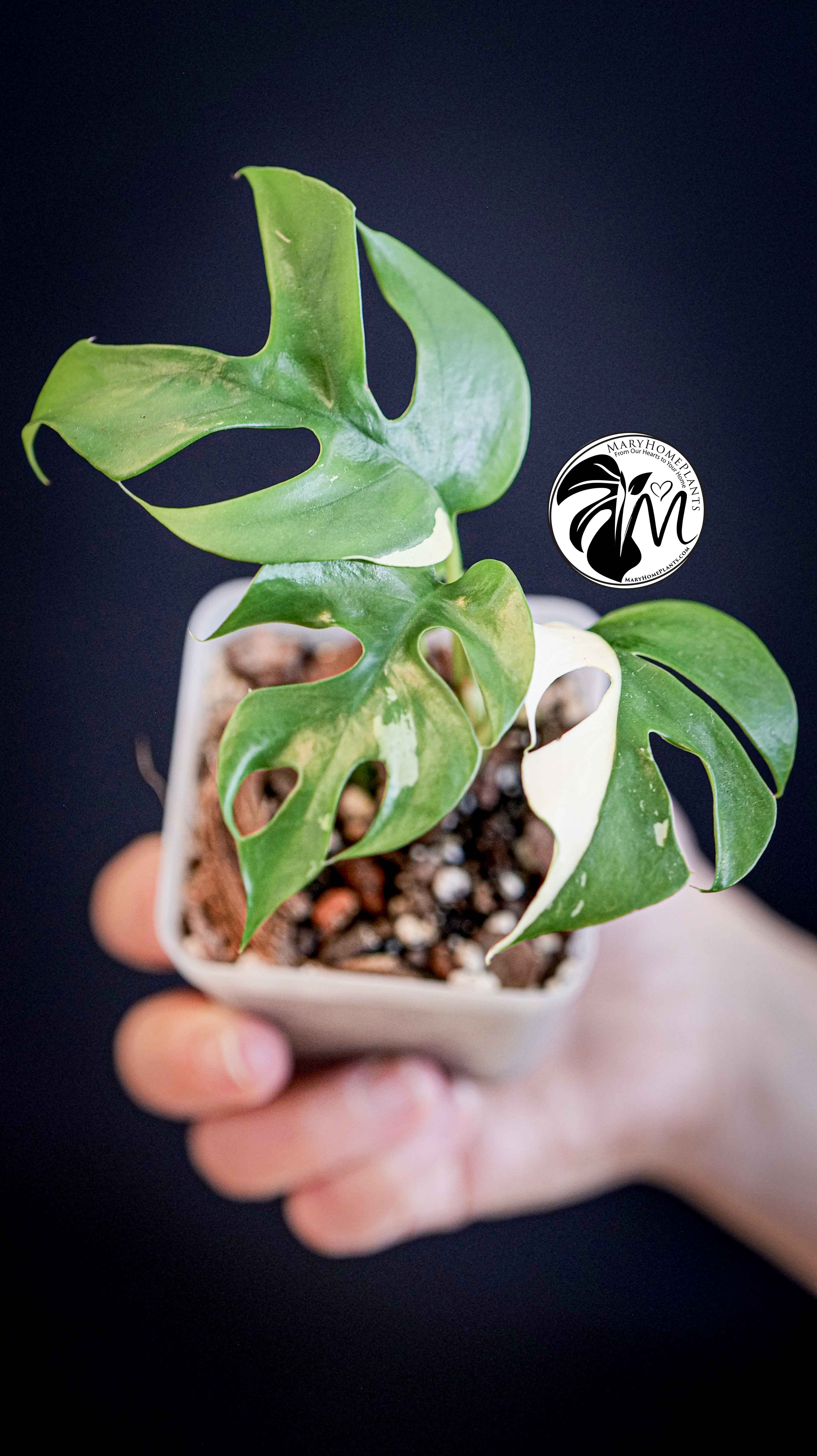 Rhaphidophora Tetrasperma Variegated