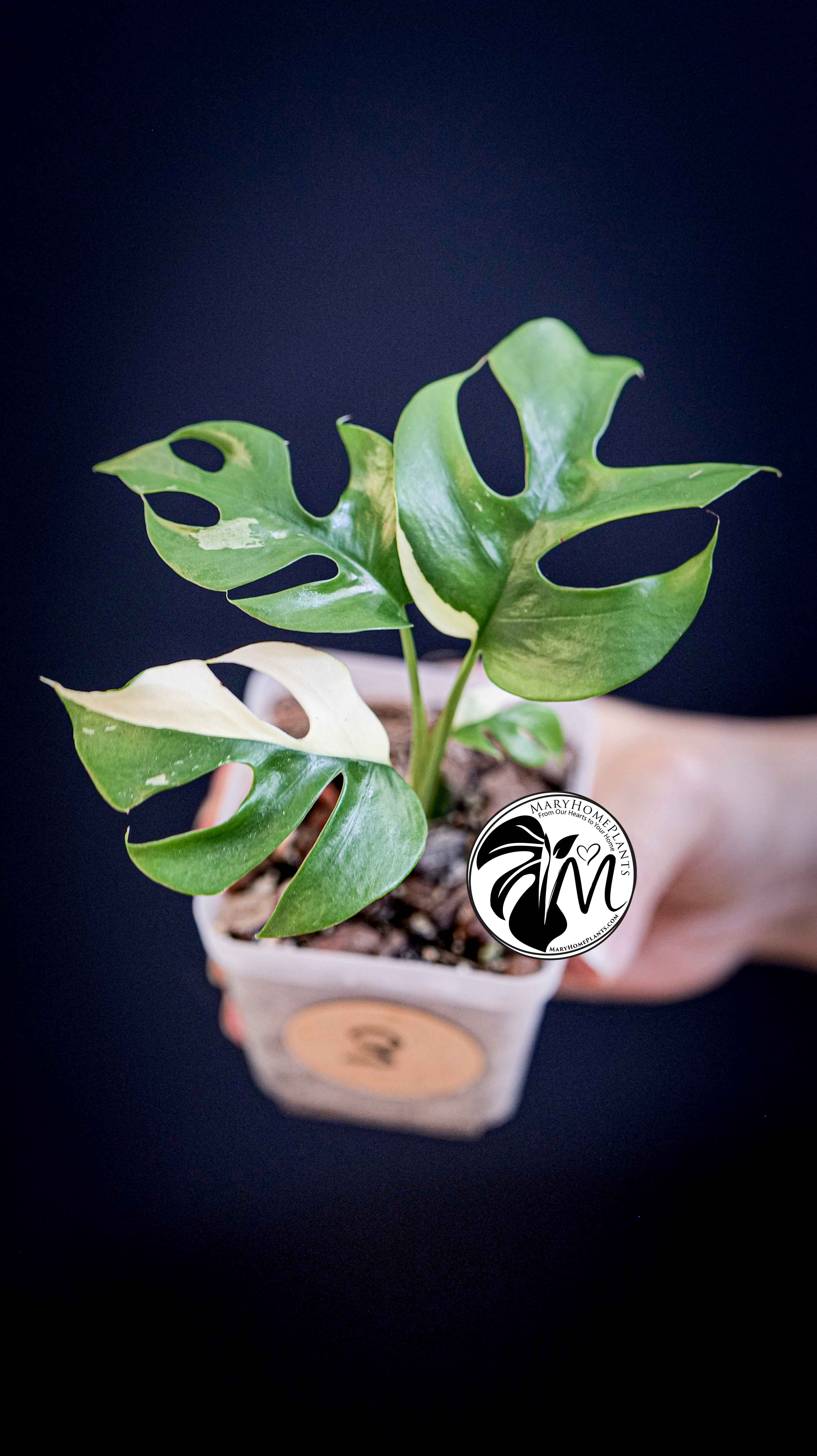 Rhaphidophora Tetrasperma Variegated