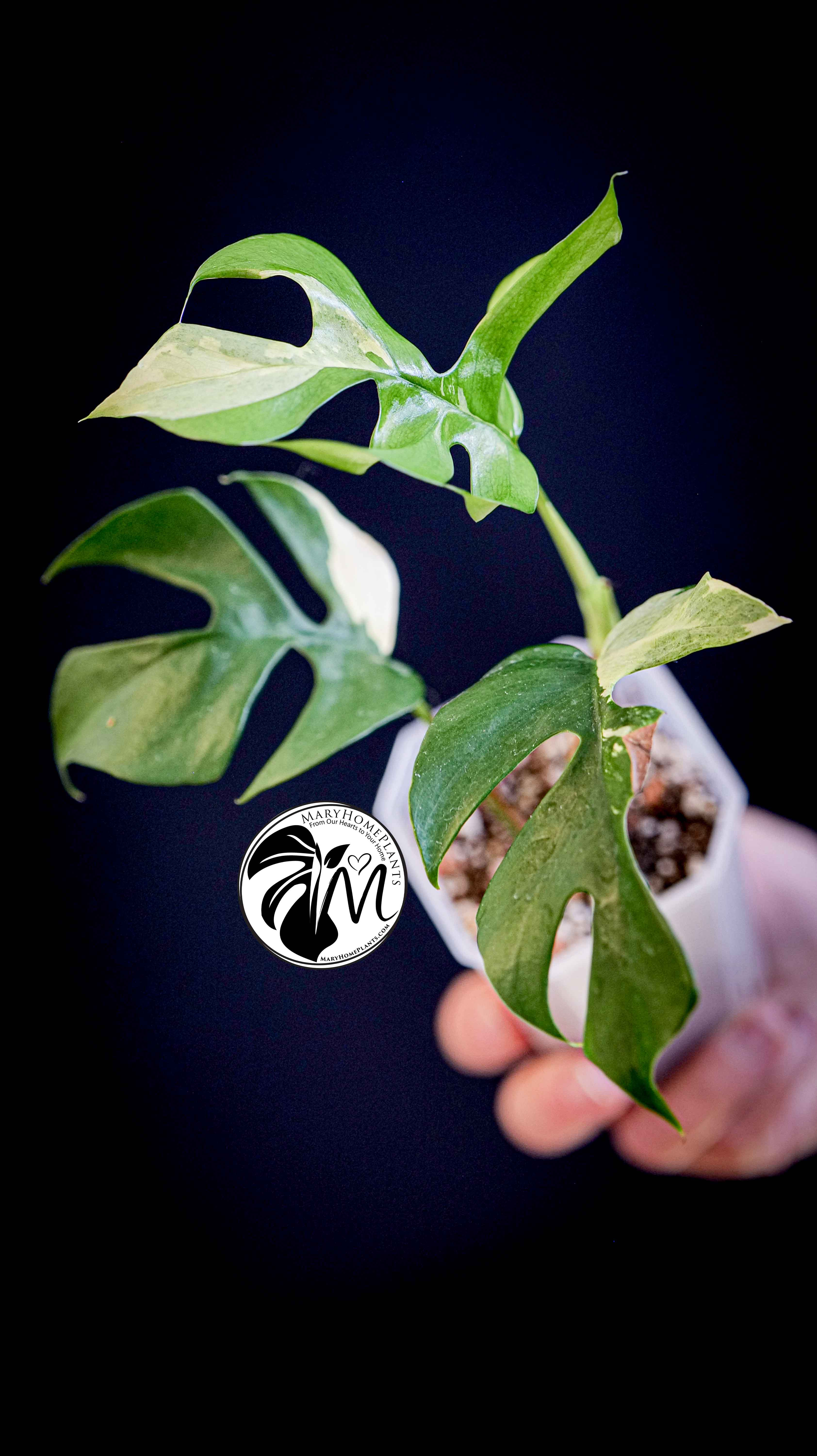 Rhaphidophora Tetrasperma Variegated
