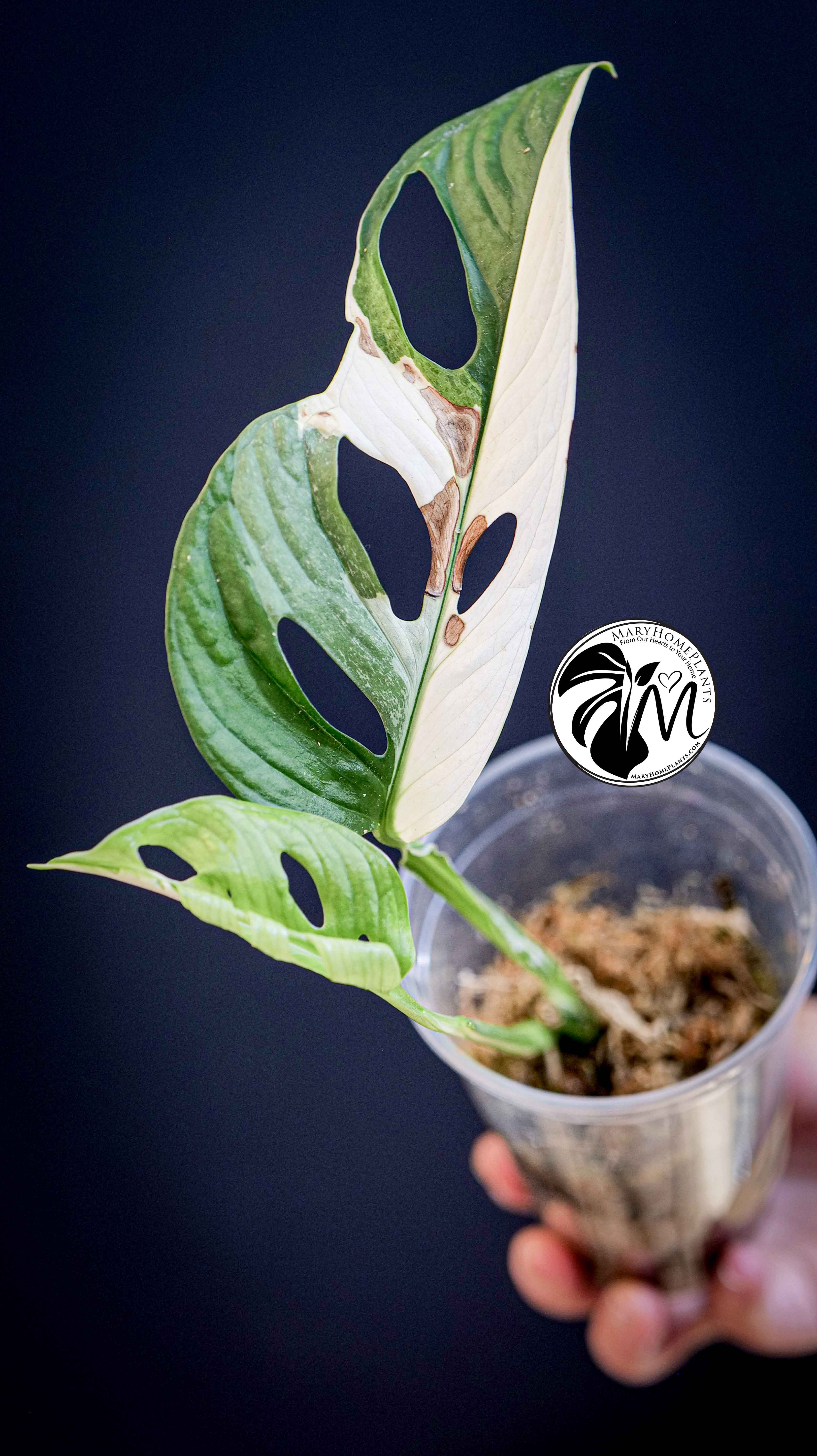 Monstera Adansonii Variegated