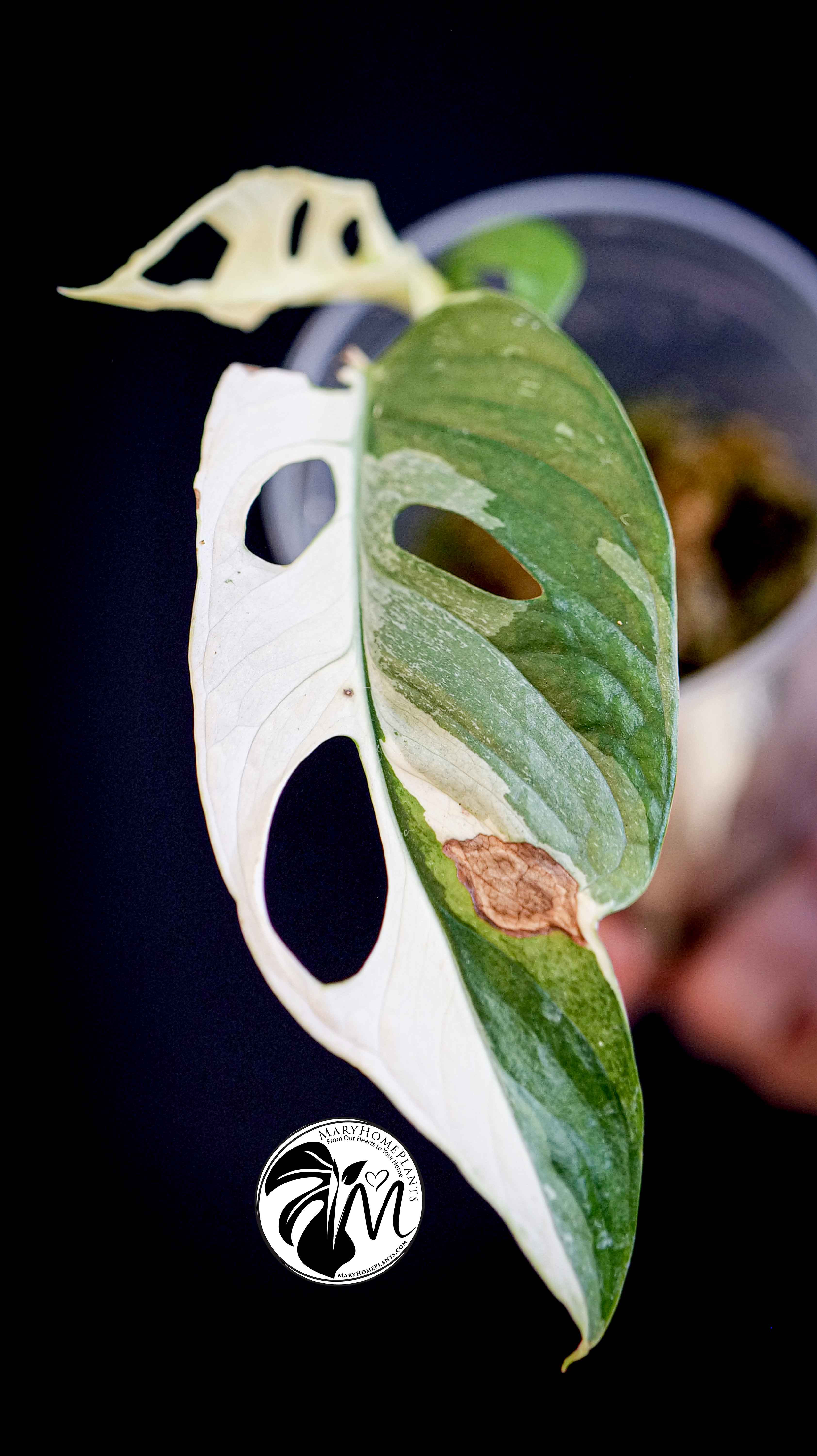 Monstera Adansonii Variegated