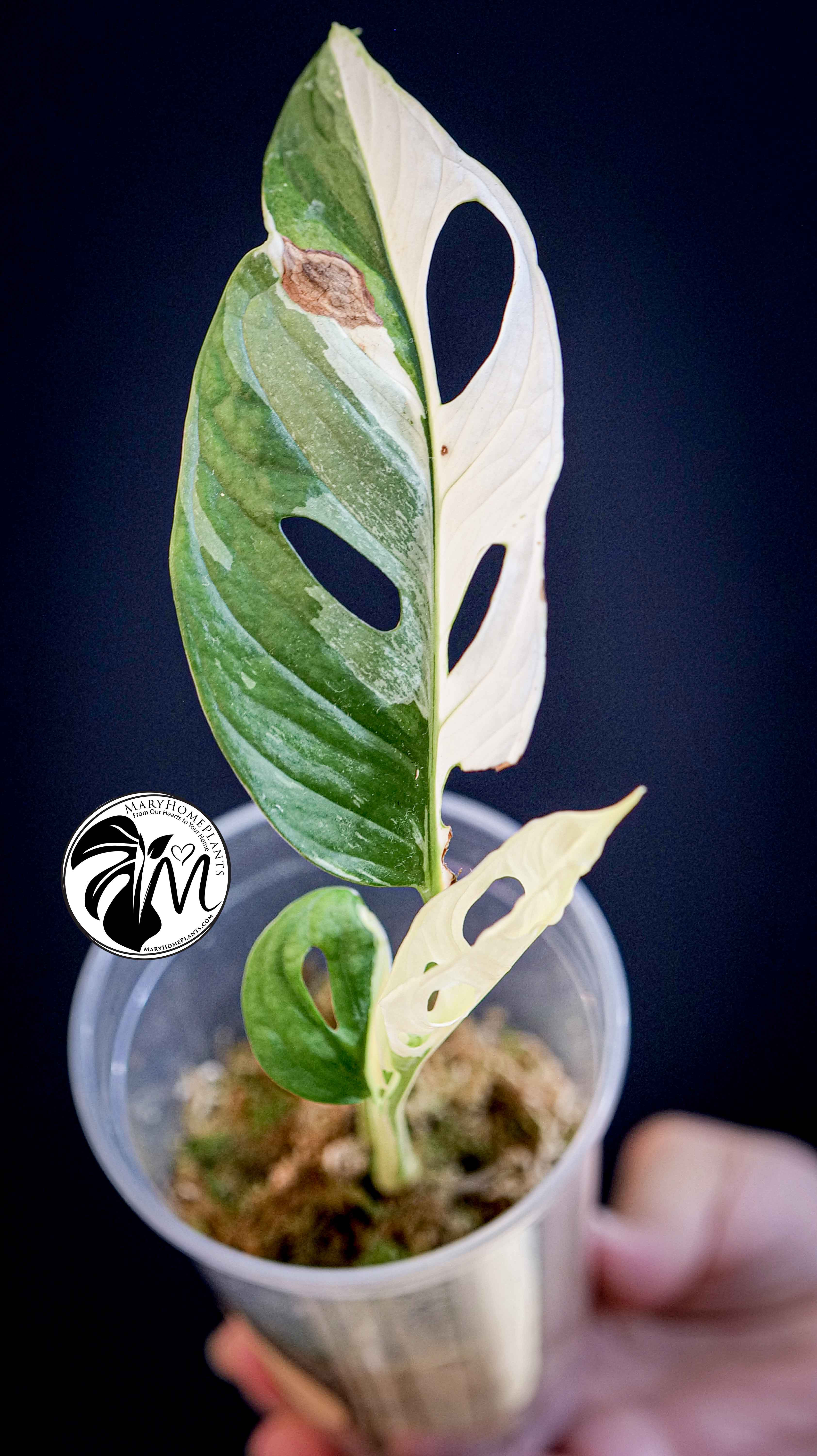 Monstera Adansonii Variegated
