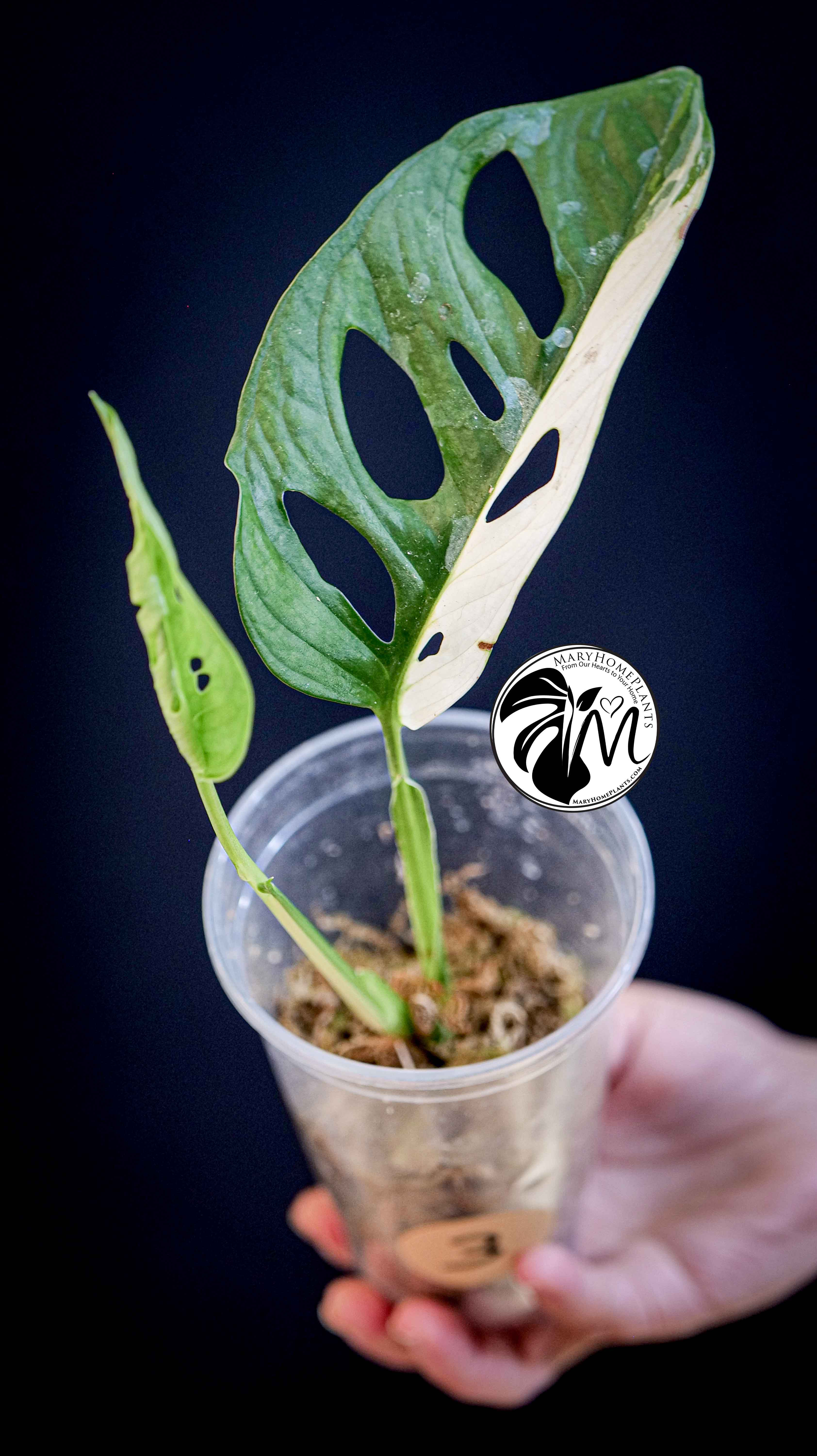 Monstera Adansonii Variegated