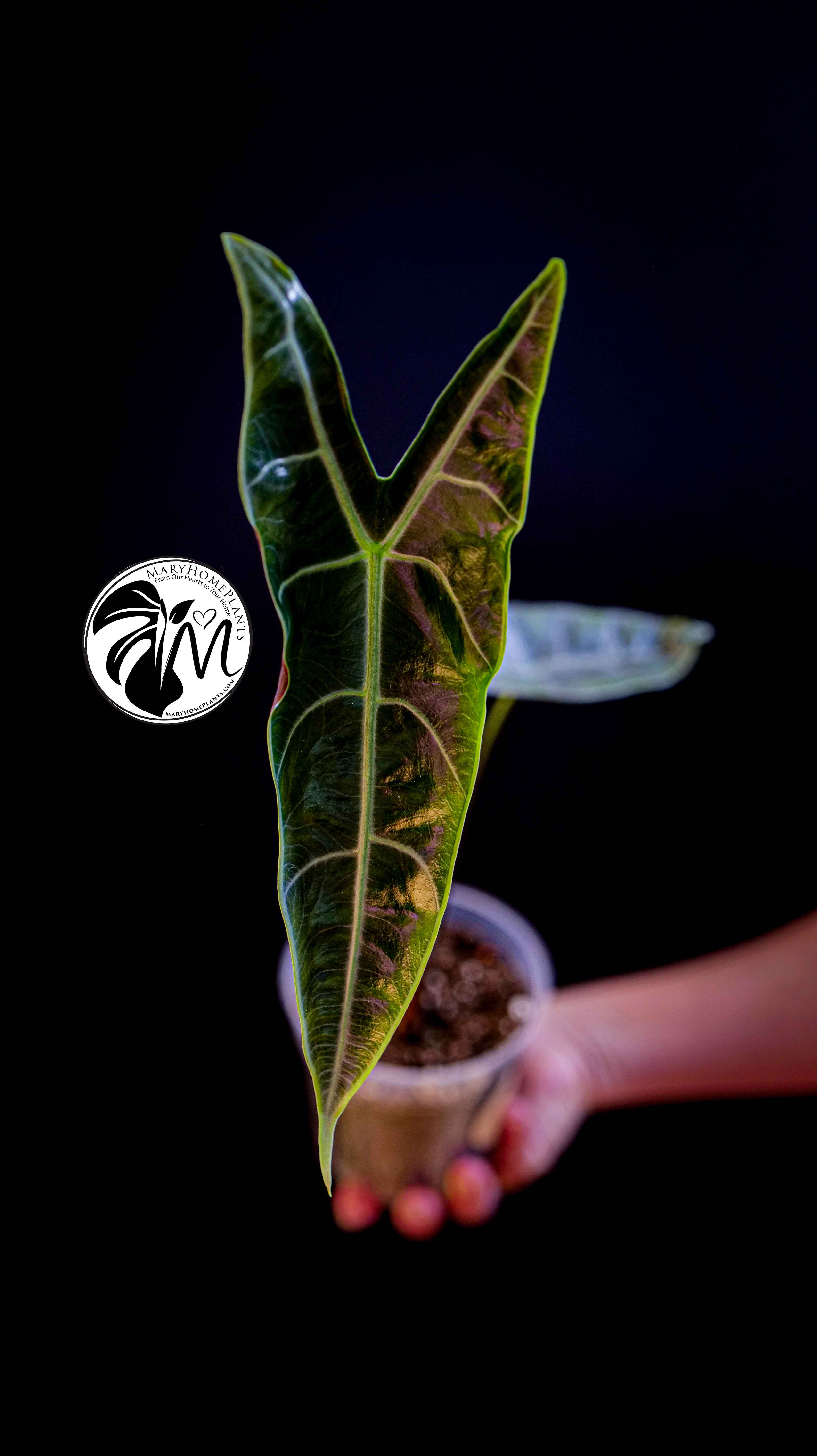 Alocasia Longiloba Silver