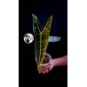 Alocasia Longiloba Silver