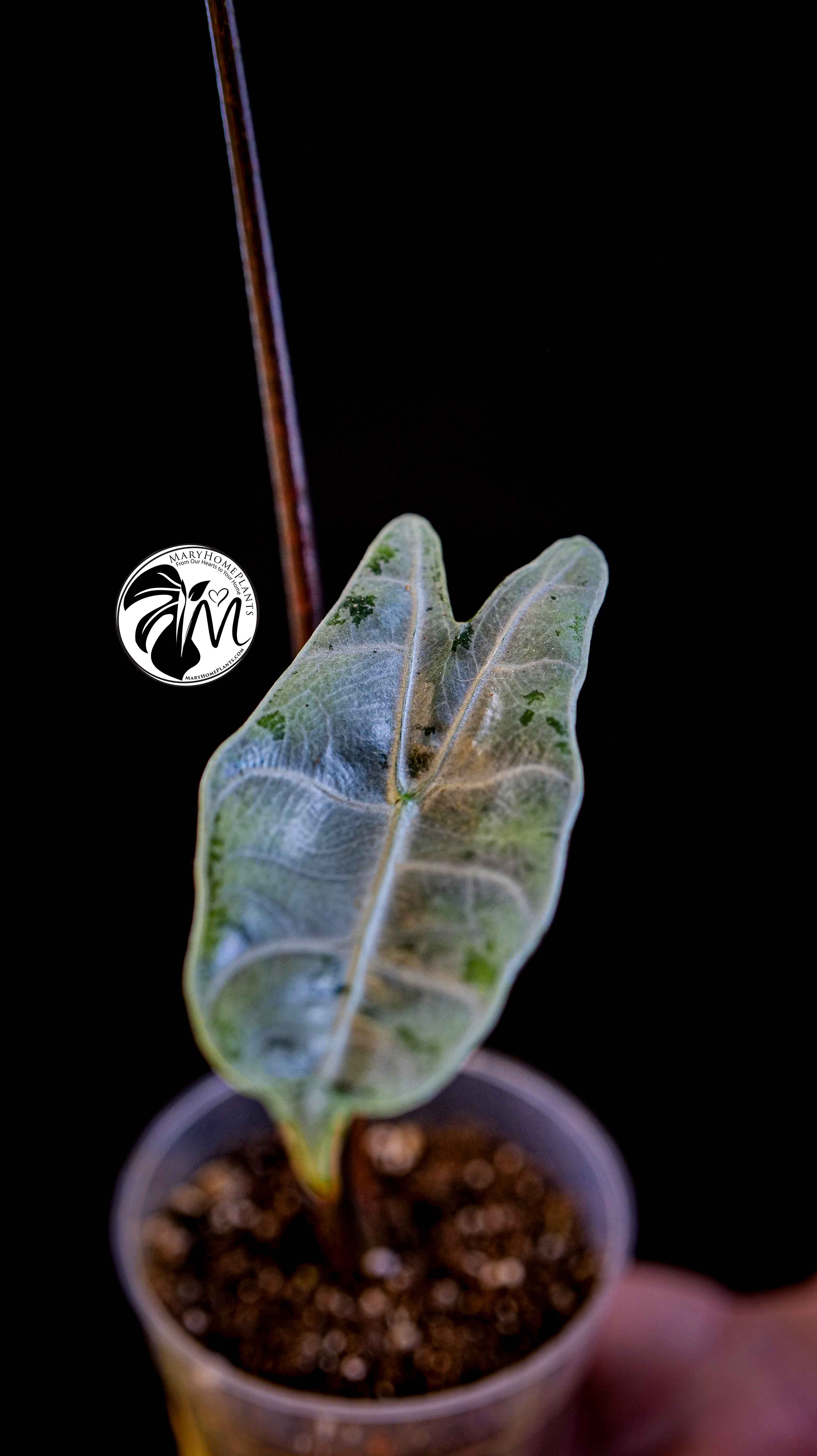 Alocasia Longiloba Silver