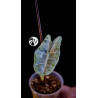 Alocasia Longiloba Silver