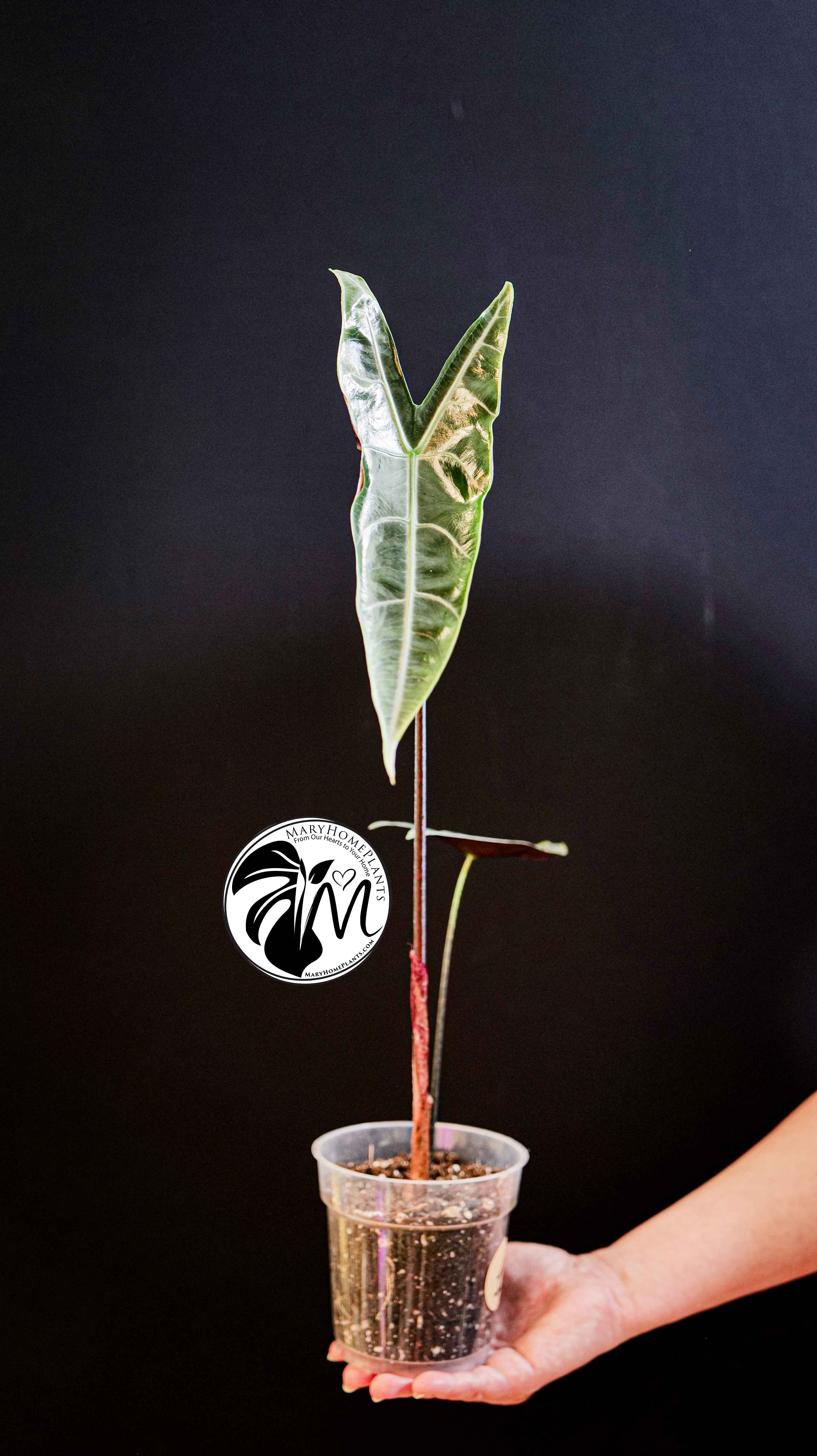 Alocasia Longiloba Silver