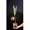 Alocasia Longiloba Silver