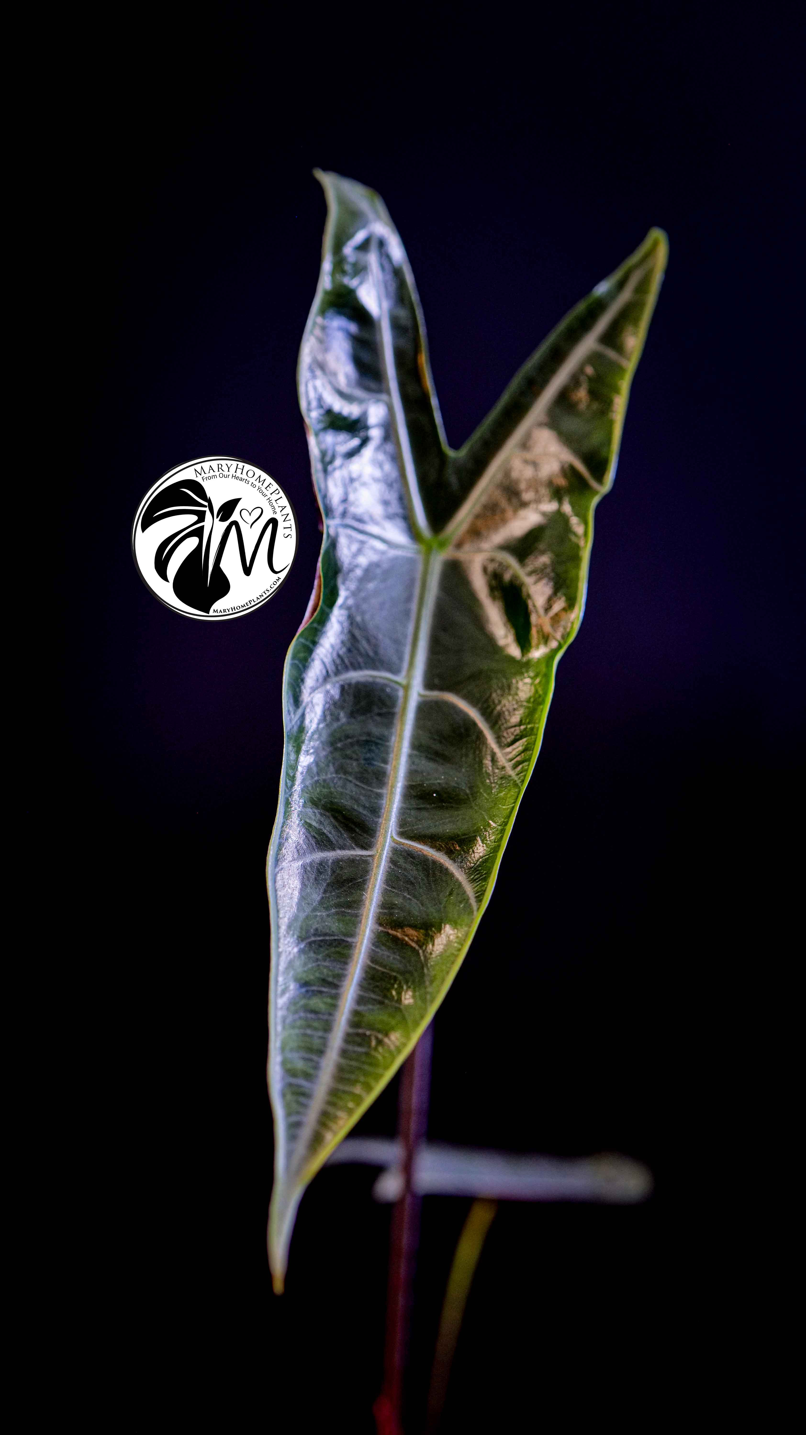 Alocasia Longiloba Silver