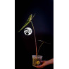 Alocasia Longiloba Silver