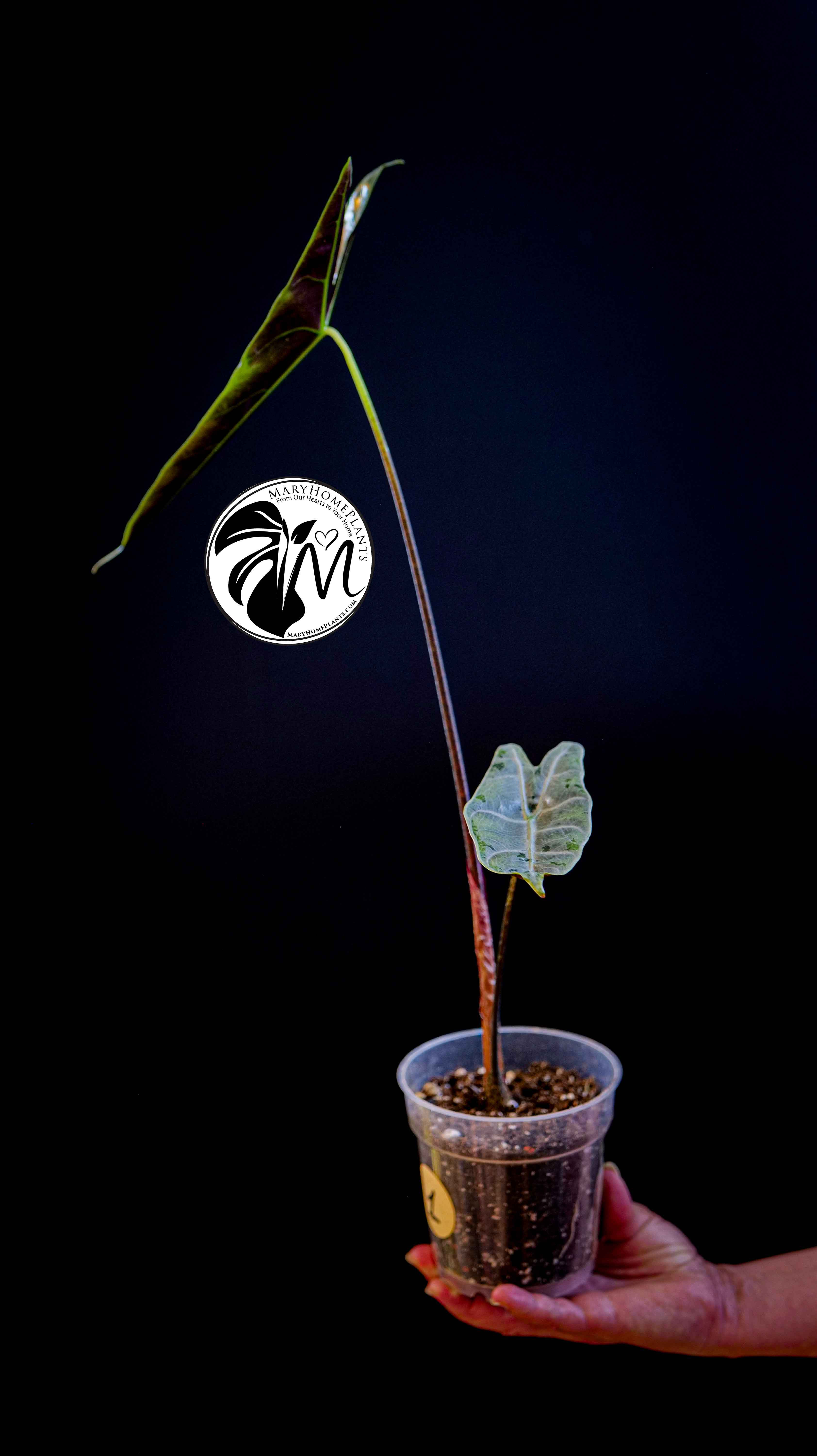 Alocasia Longiloba Silver