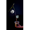 Alocasia Longiloba Silver
