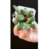 Hoya Heuschkeliana Yellow Flower