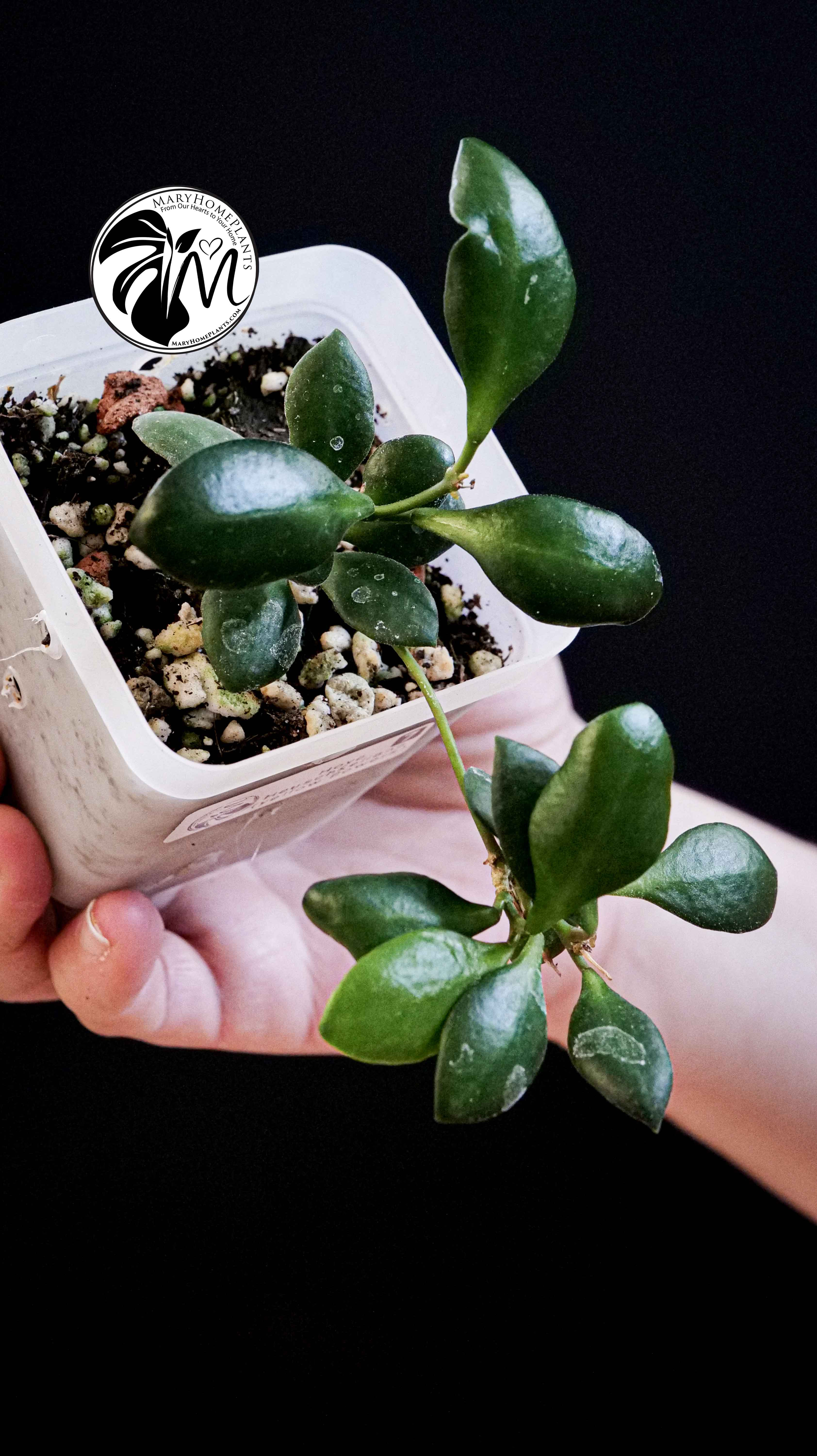 Hoya Heuschkeliana Yellow Flower