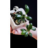 Hoya Heuschkeliana Yellow Flower