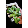 Hoya Heuschkeliana Yellow Flower