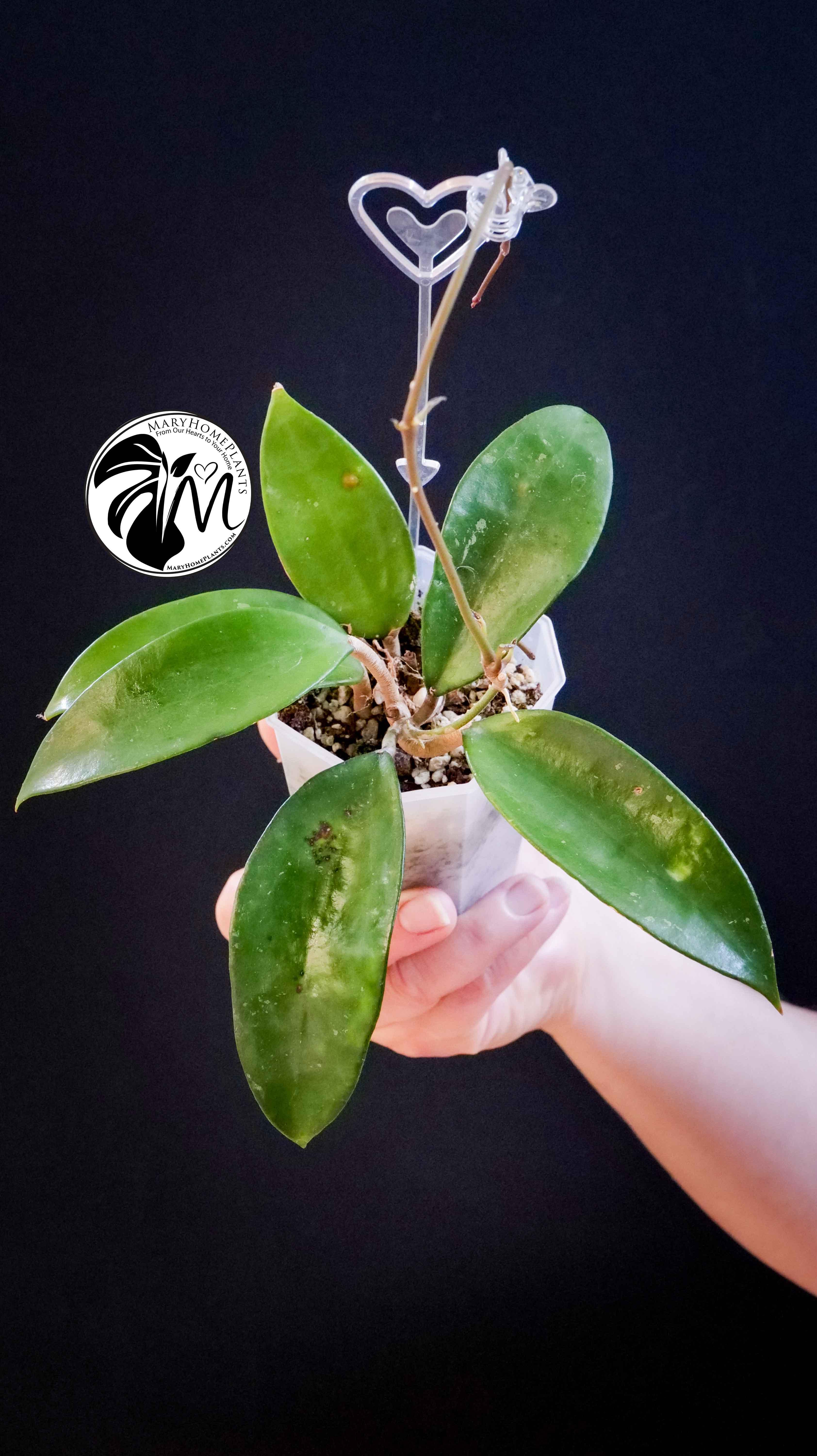 Hoya Pottsii Chiang Mai