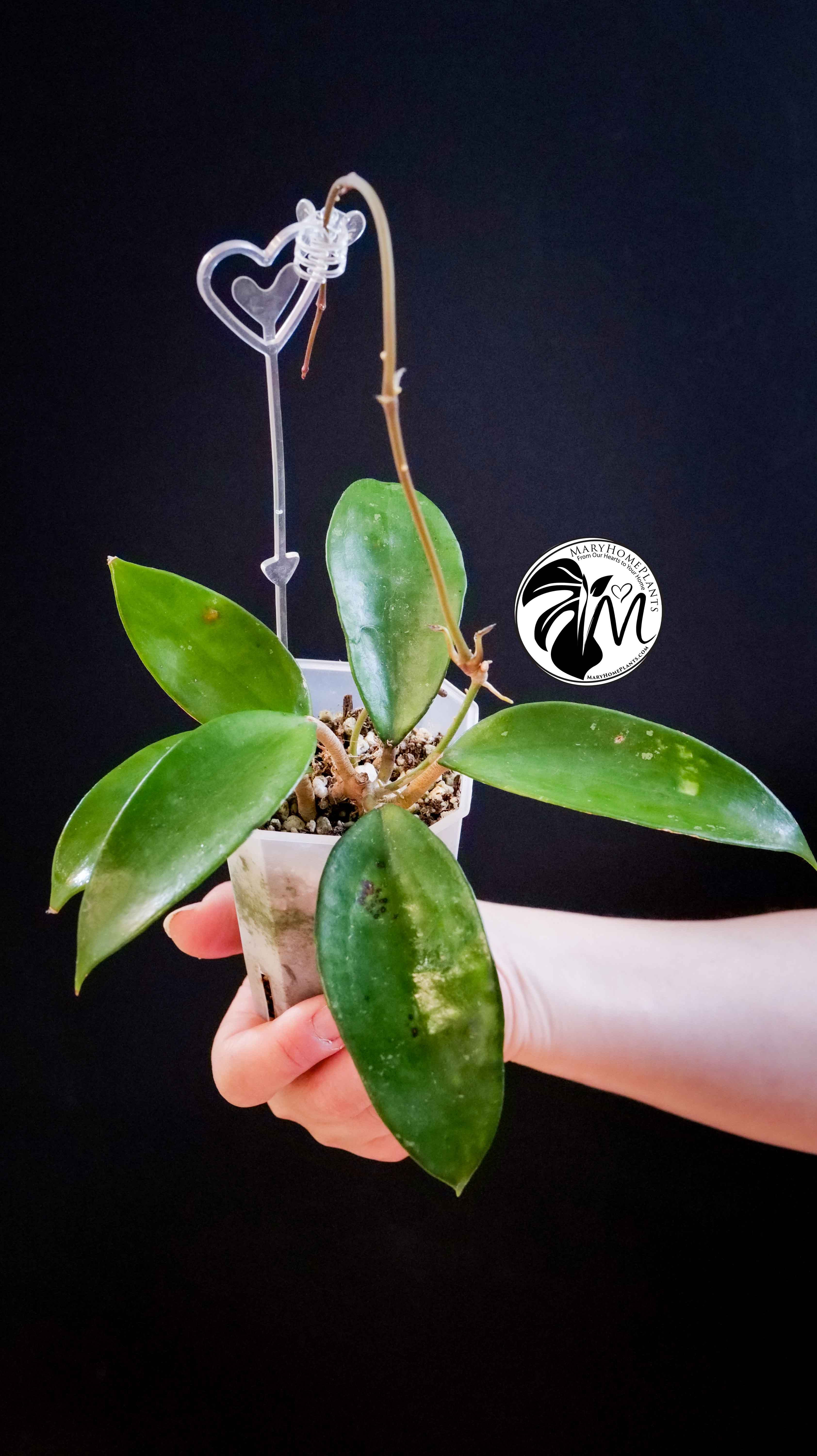 Hoya Pottsii Chiang Mai