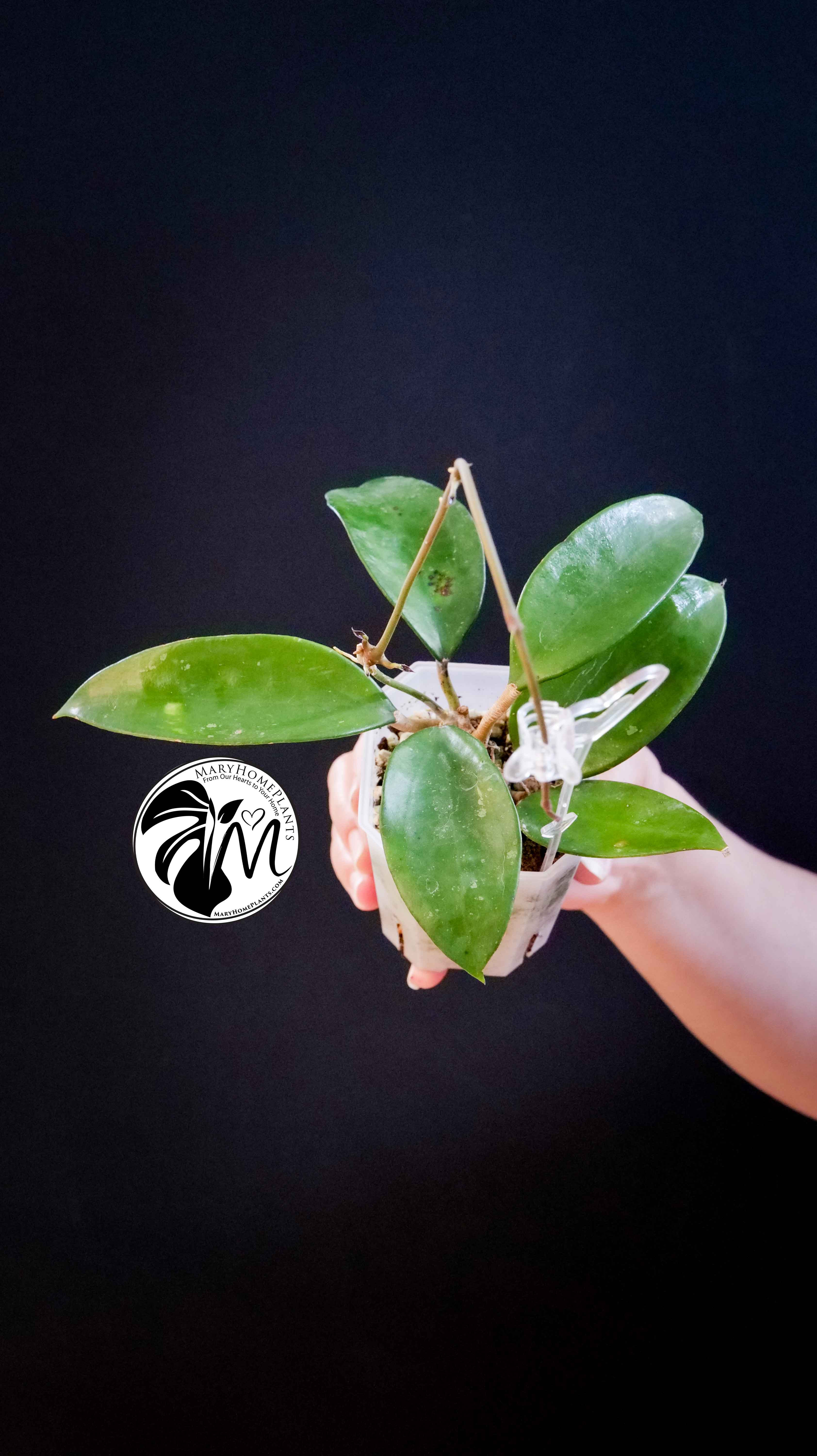 Hoya Pottsii Chiang Mai