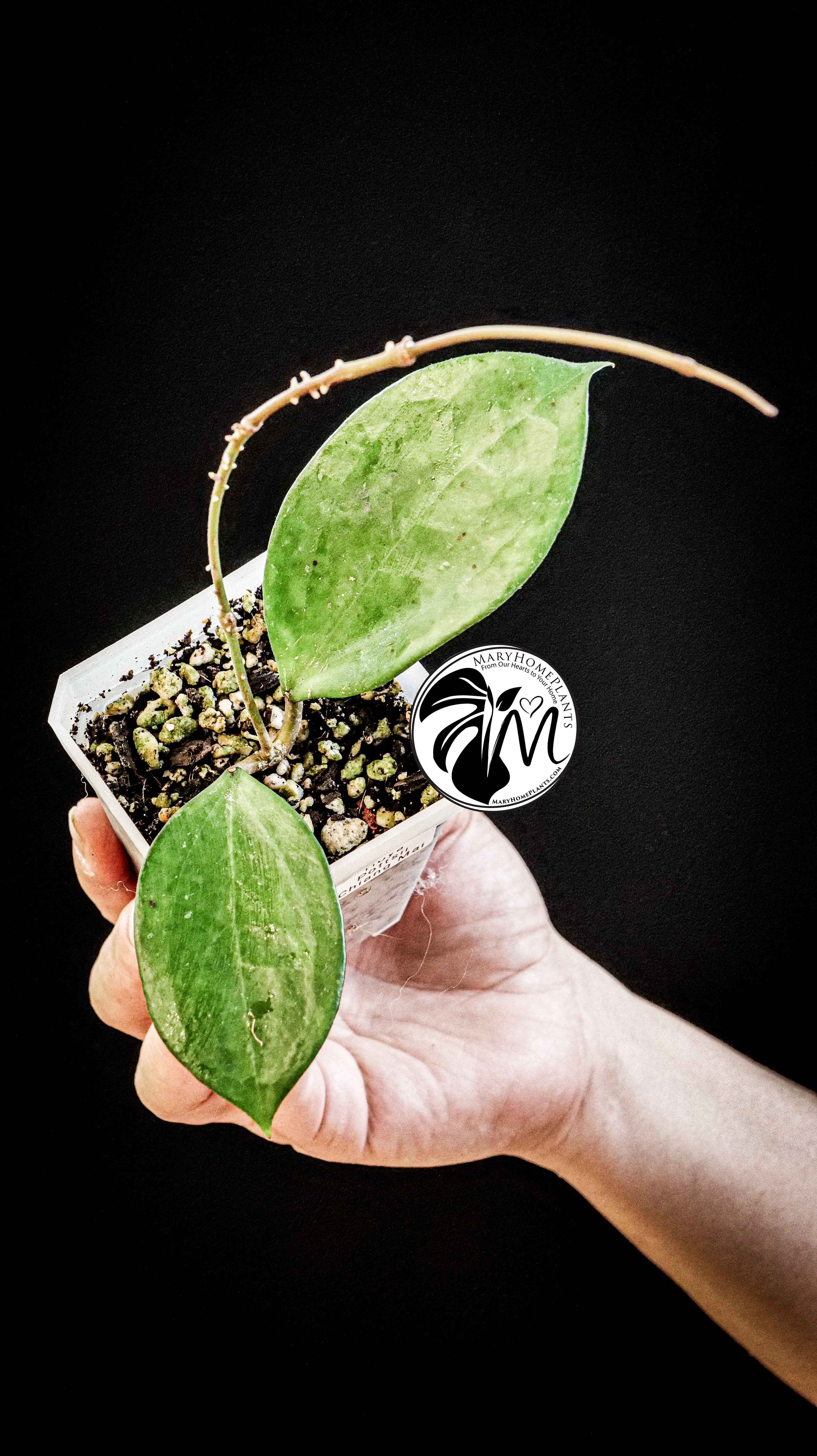 Hoya Pottsii Chiang Mai