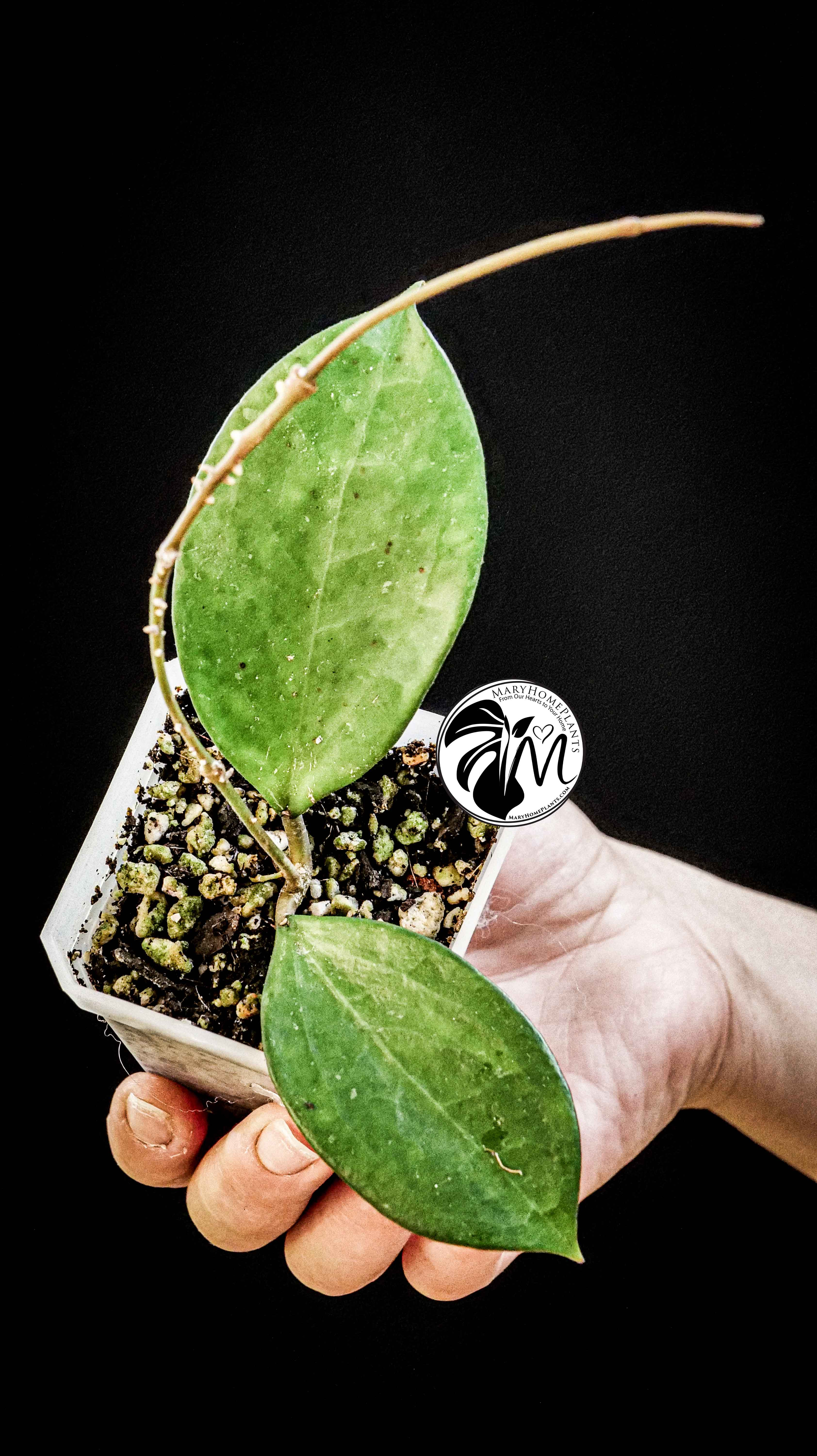Hoya Pottsii Chiang Mai