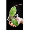 Hoya Pottsii Chiang Mai
