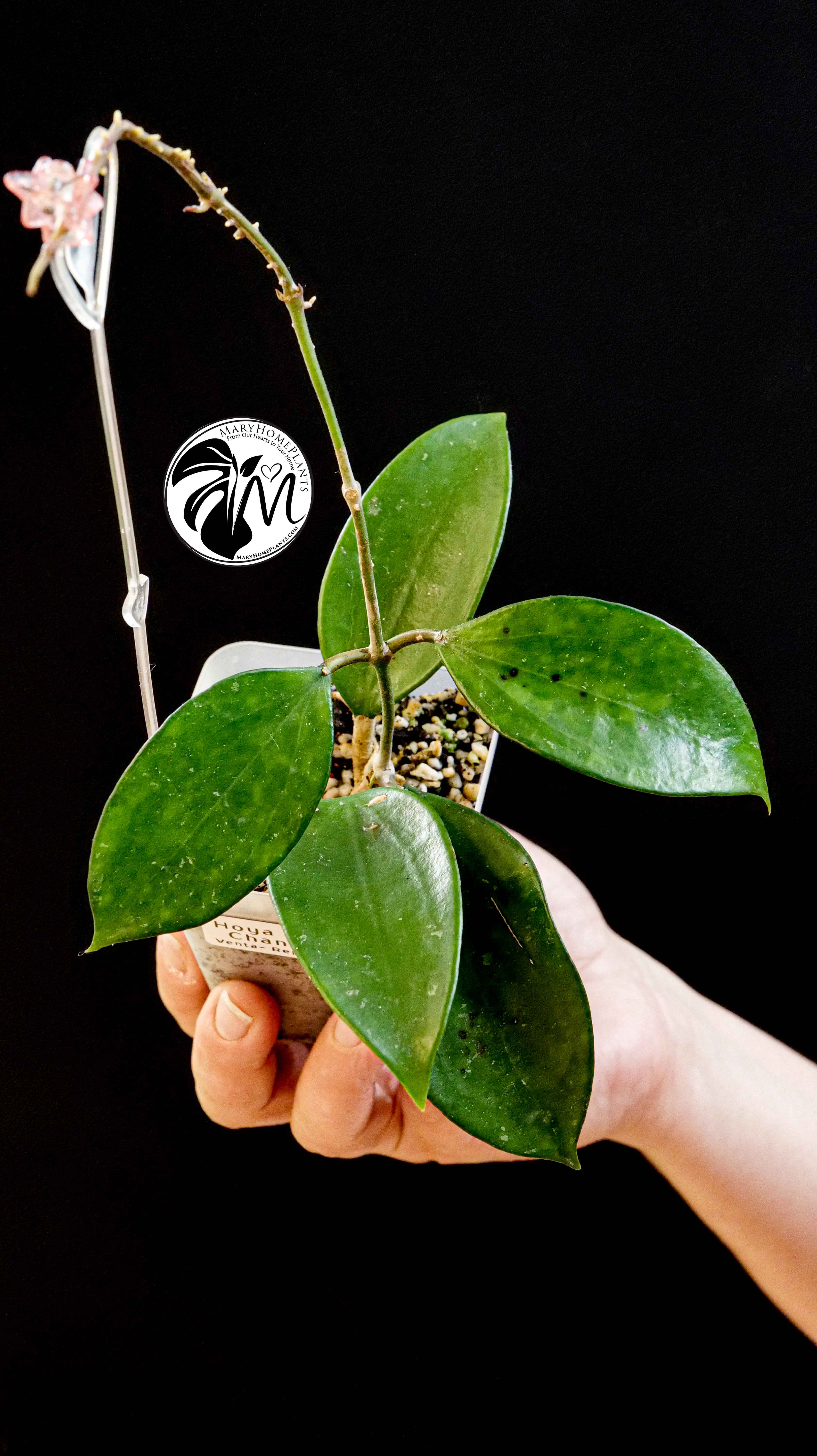 Hoya Pottsii Chiang Mai