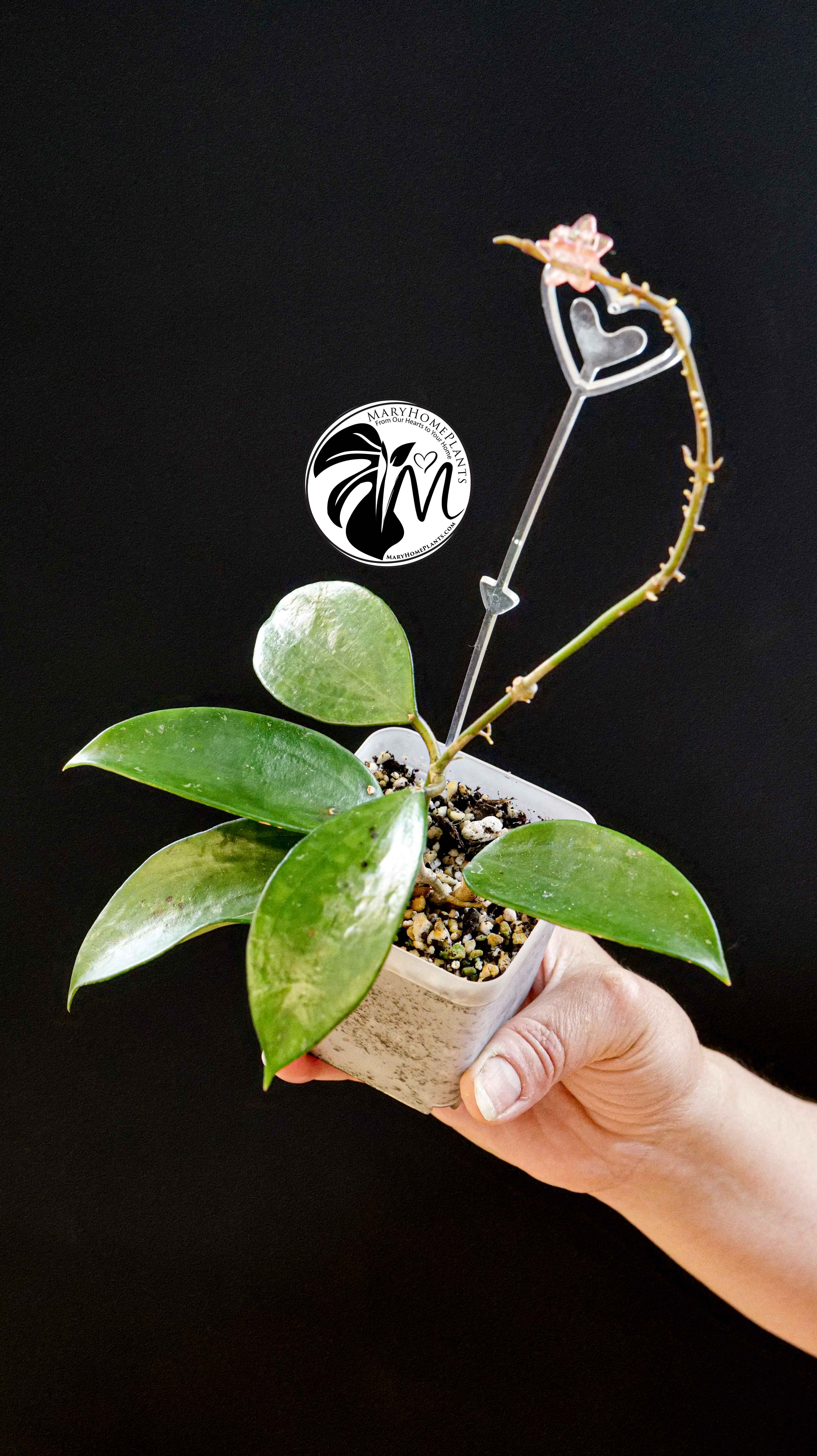 Hoya Pottsii Chiang Mai